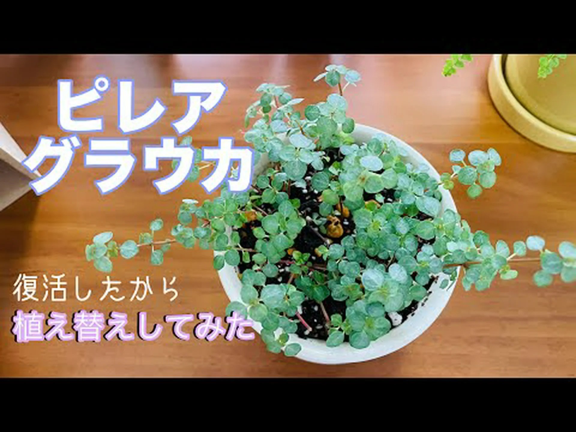 ブルービアード、クランドンカリオプテリス、ブルースピレア ブルービアード、クランドンカリオプテリス、ブルースピレア