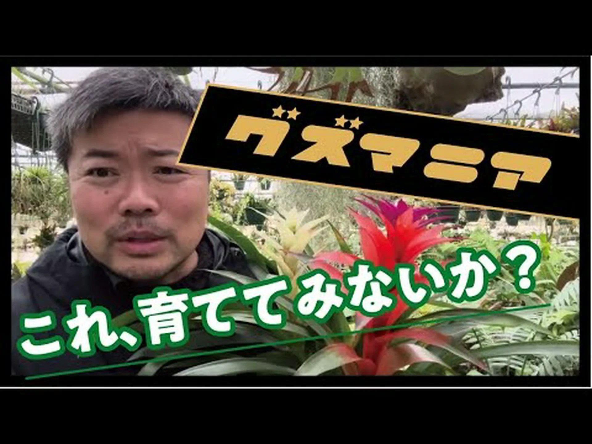 グズマニア グズマニア