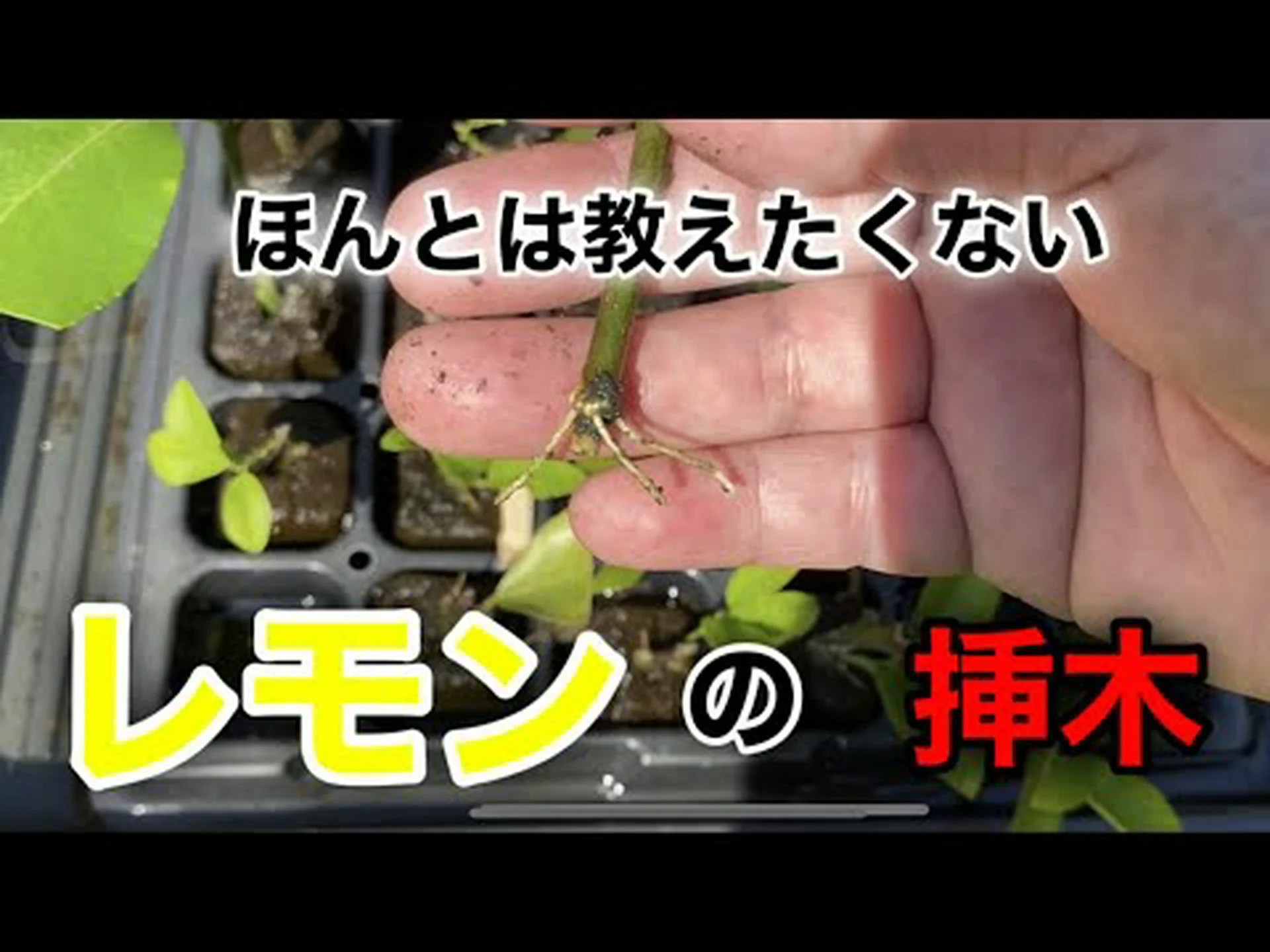 レモンやオレンジの木を空気層で増やす レモンやオレンジの木を空気層で増やす