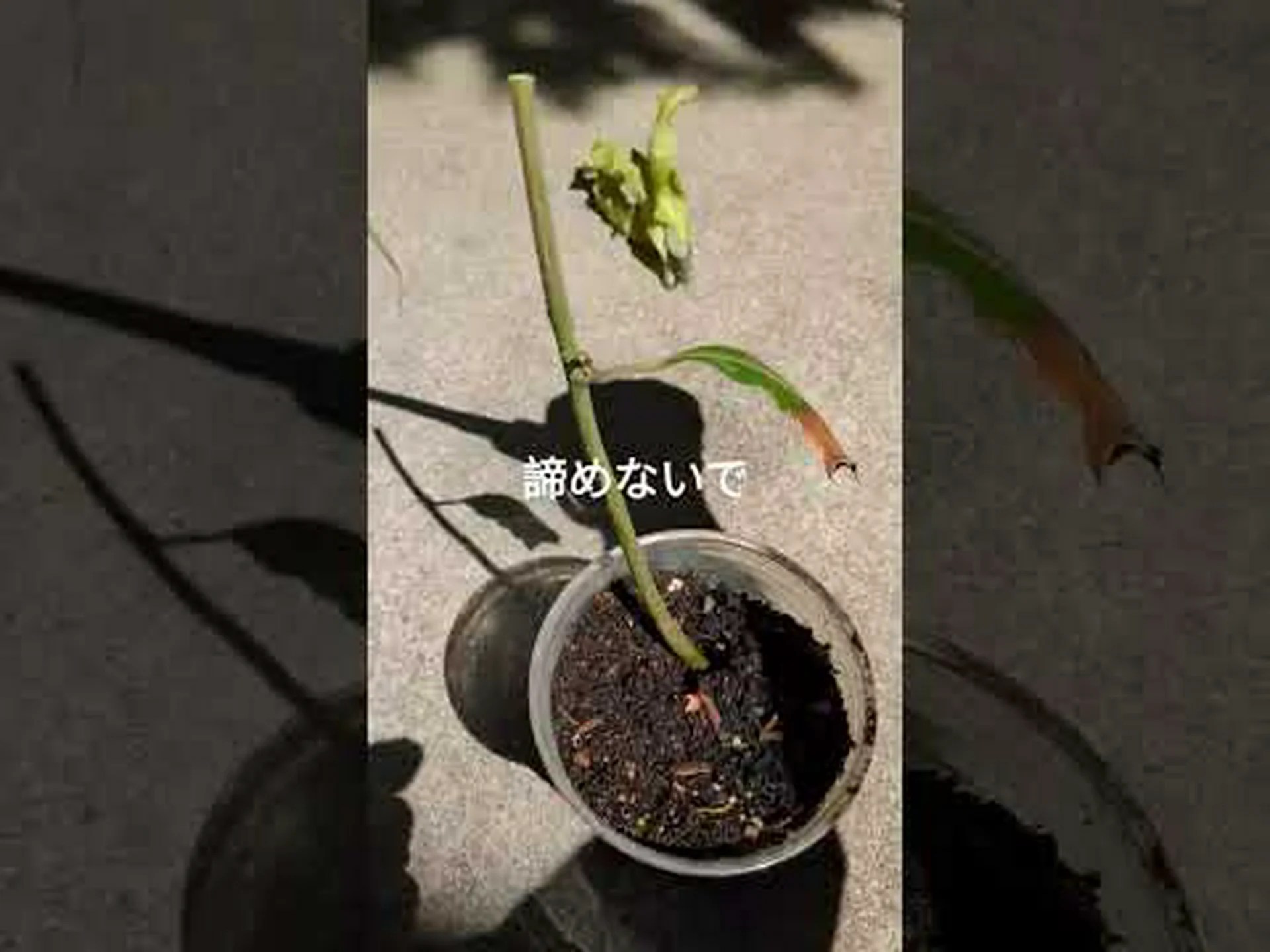 北方マンゴーの栽培と維持、同化 北方マンゴーの栽培と維持、同化