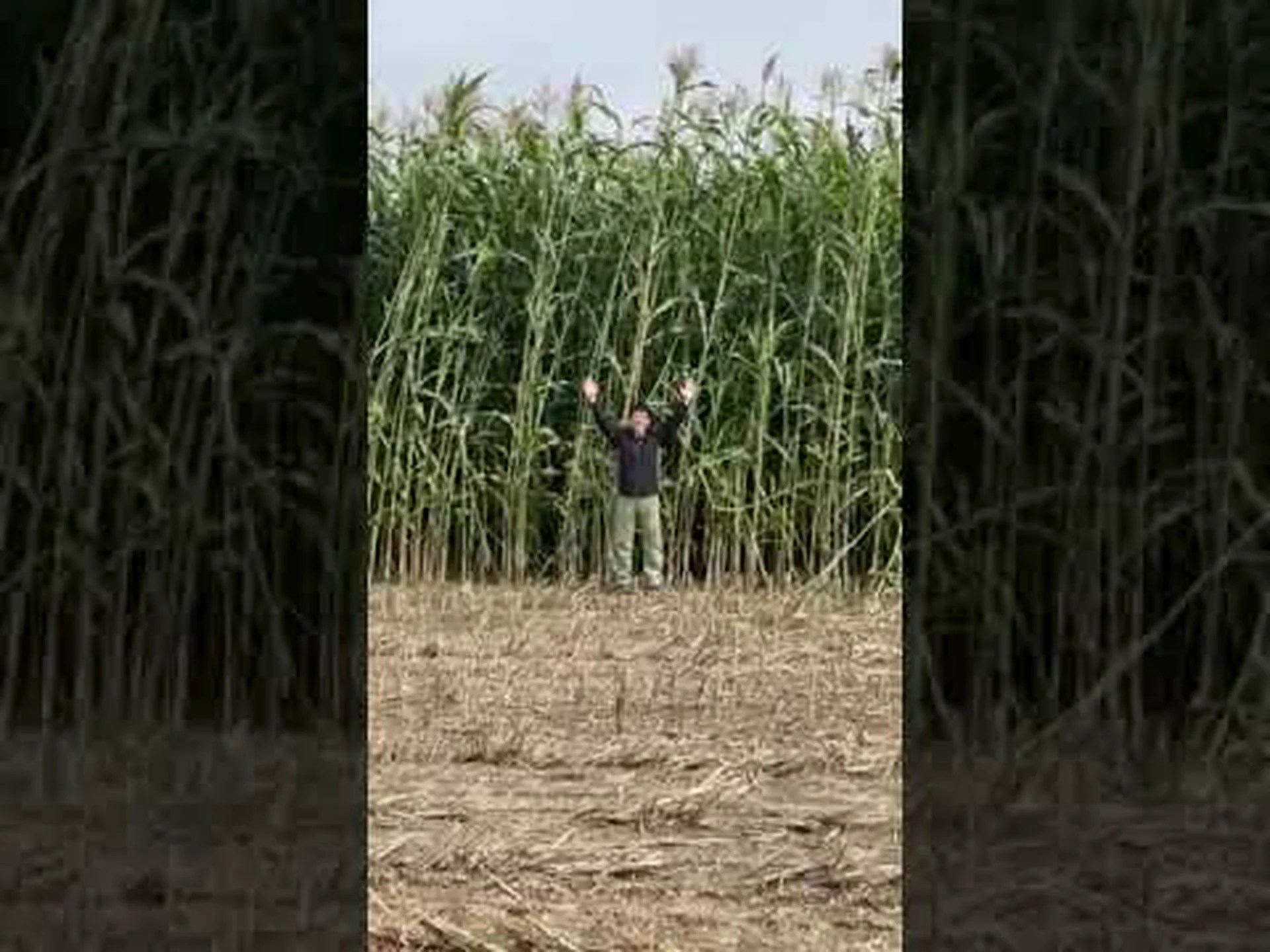 栽培ソルガム、コモンソルガム 栽培ソルガム、コモンソルガム