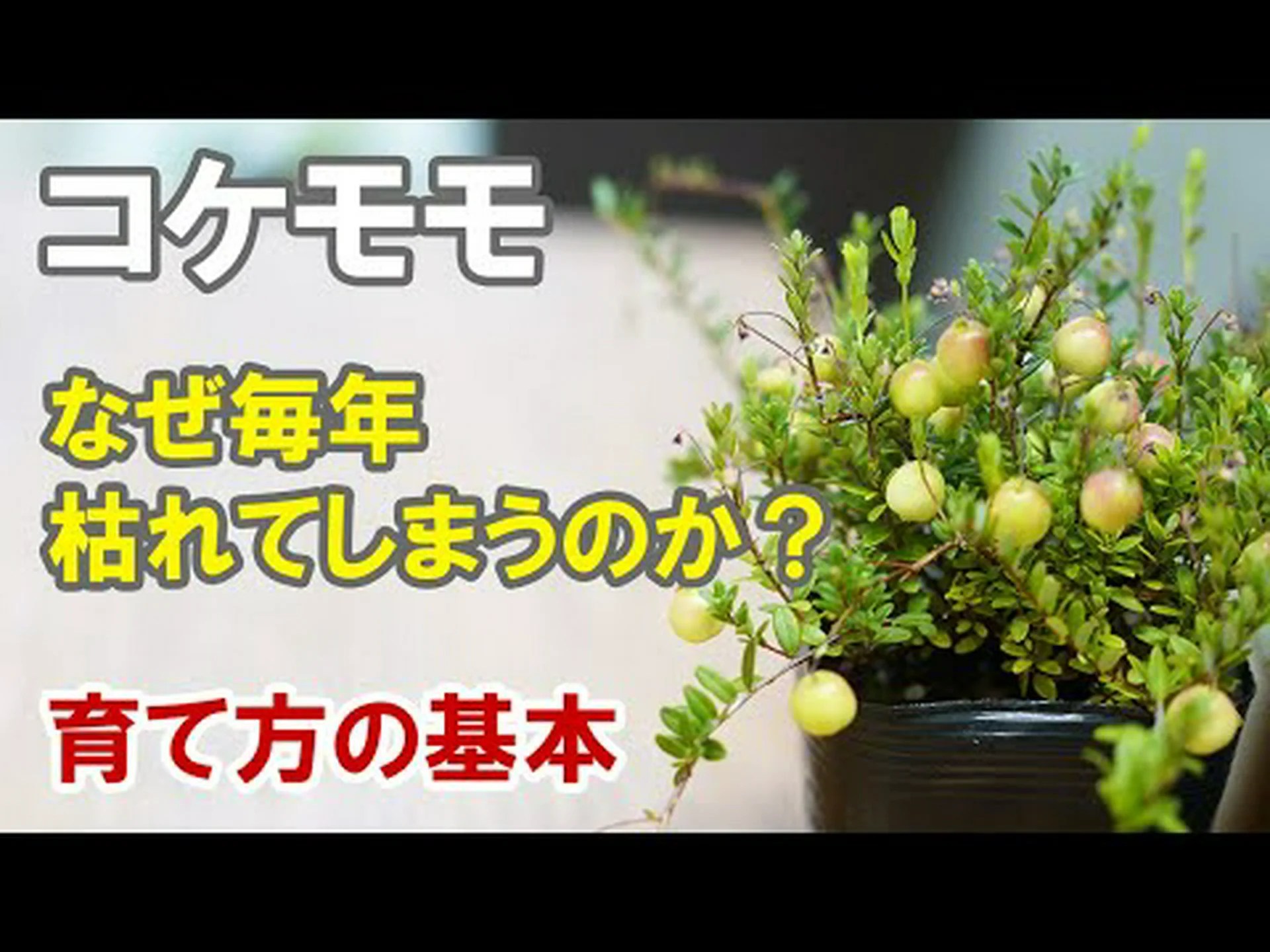 リンゴンベリー、スポッテッド クランベリー、レッド ブルーベリー リンゴンベリー、スポッテッド クランベリー、レッド ブルーベリー