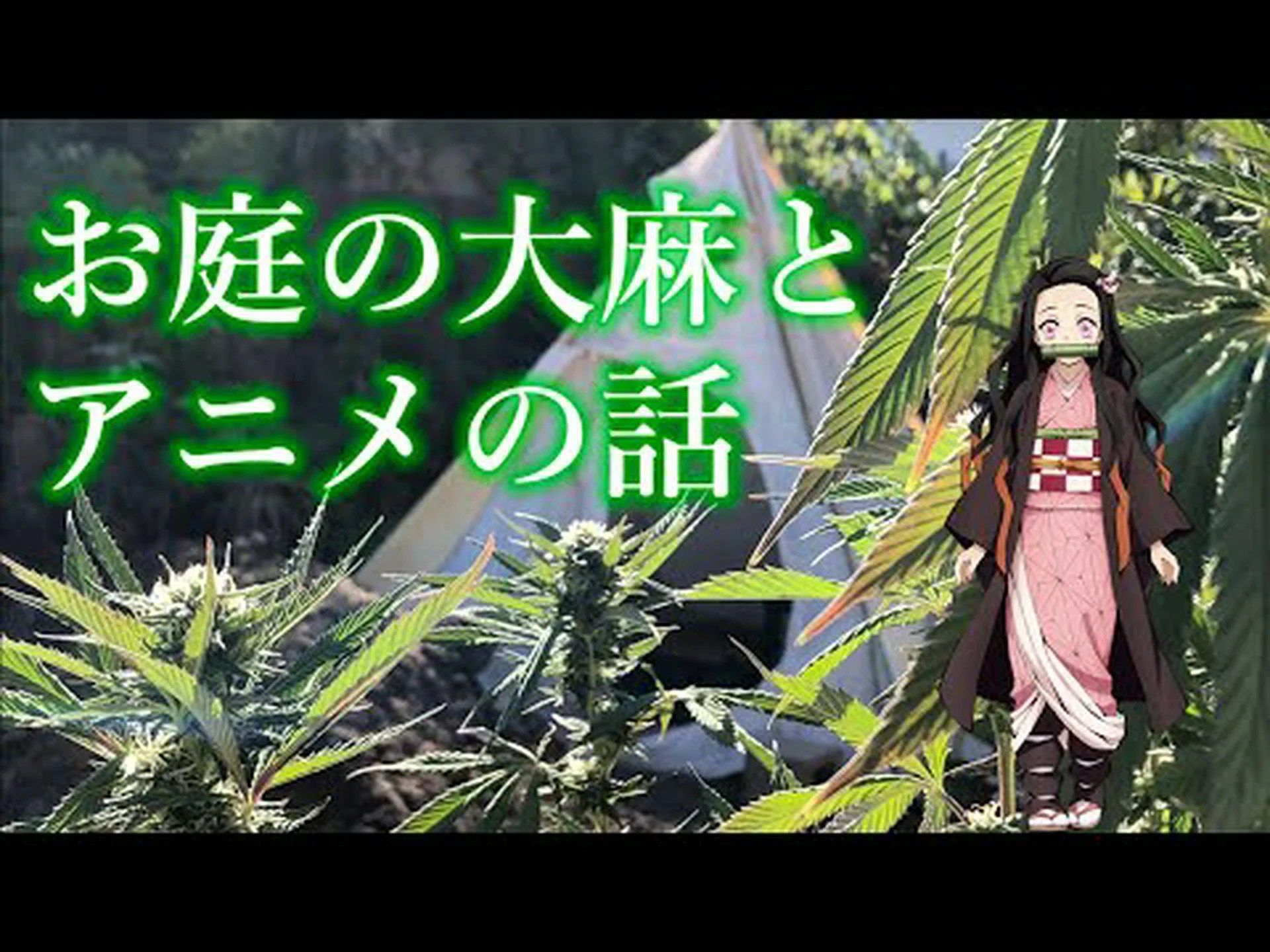 庭で大麻を育てる 庭で大麻を育てる