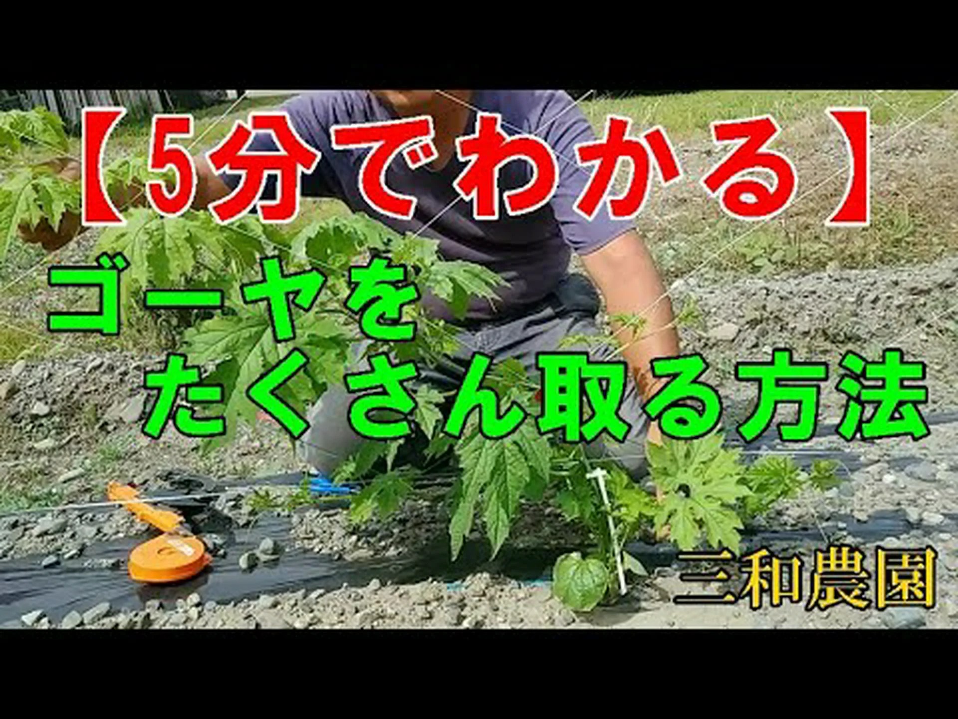 ゴーヤ、マーゴース、ワンダーアップル ゴーヤ、マーゴース、ワンダーアップル