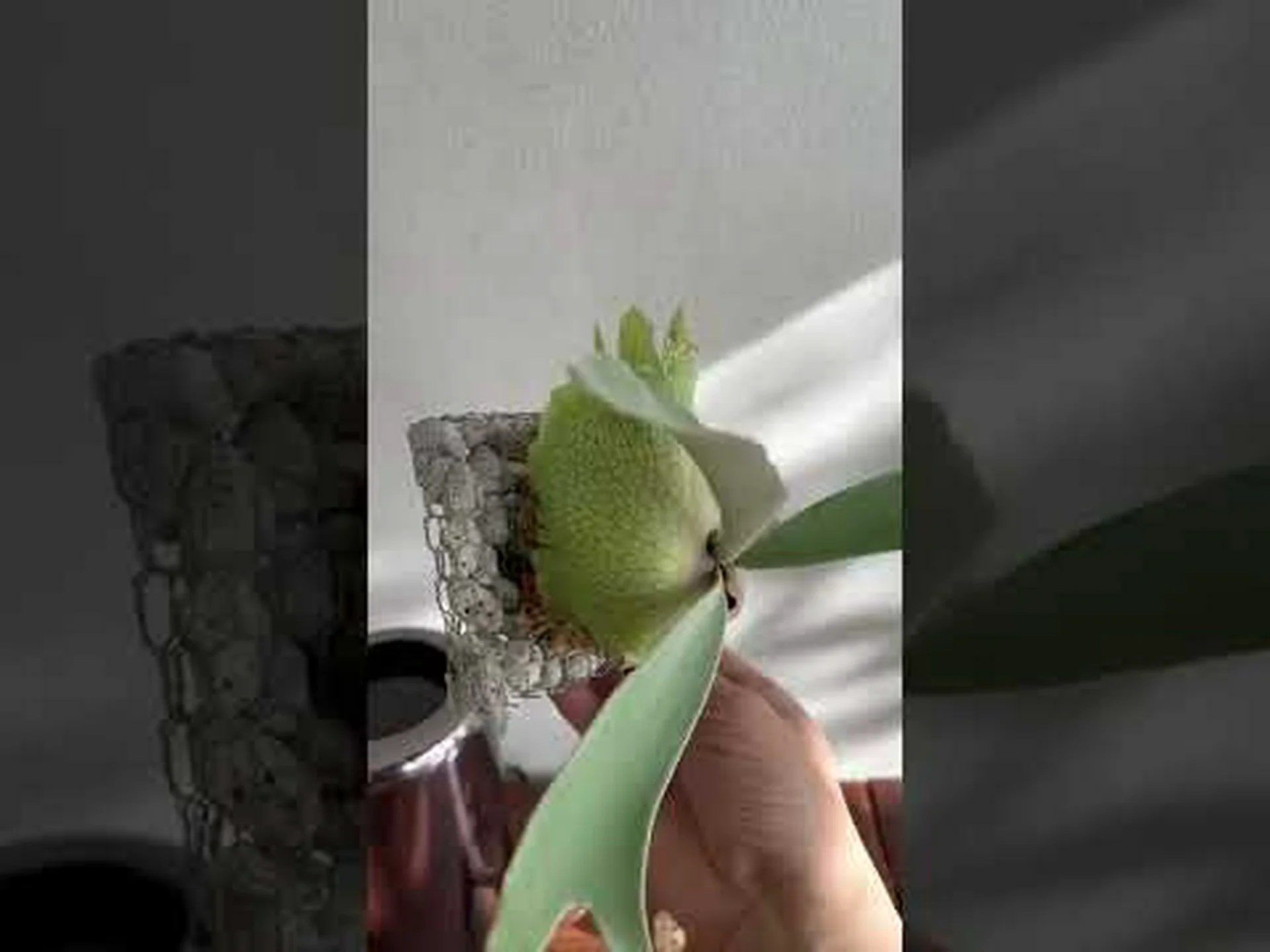 庭園の蛇籠 庭園の蛇籠