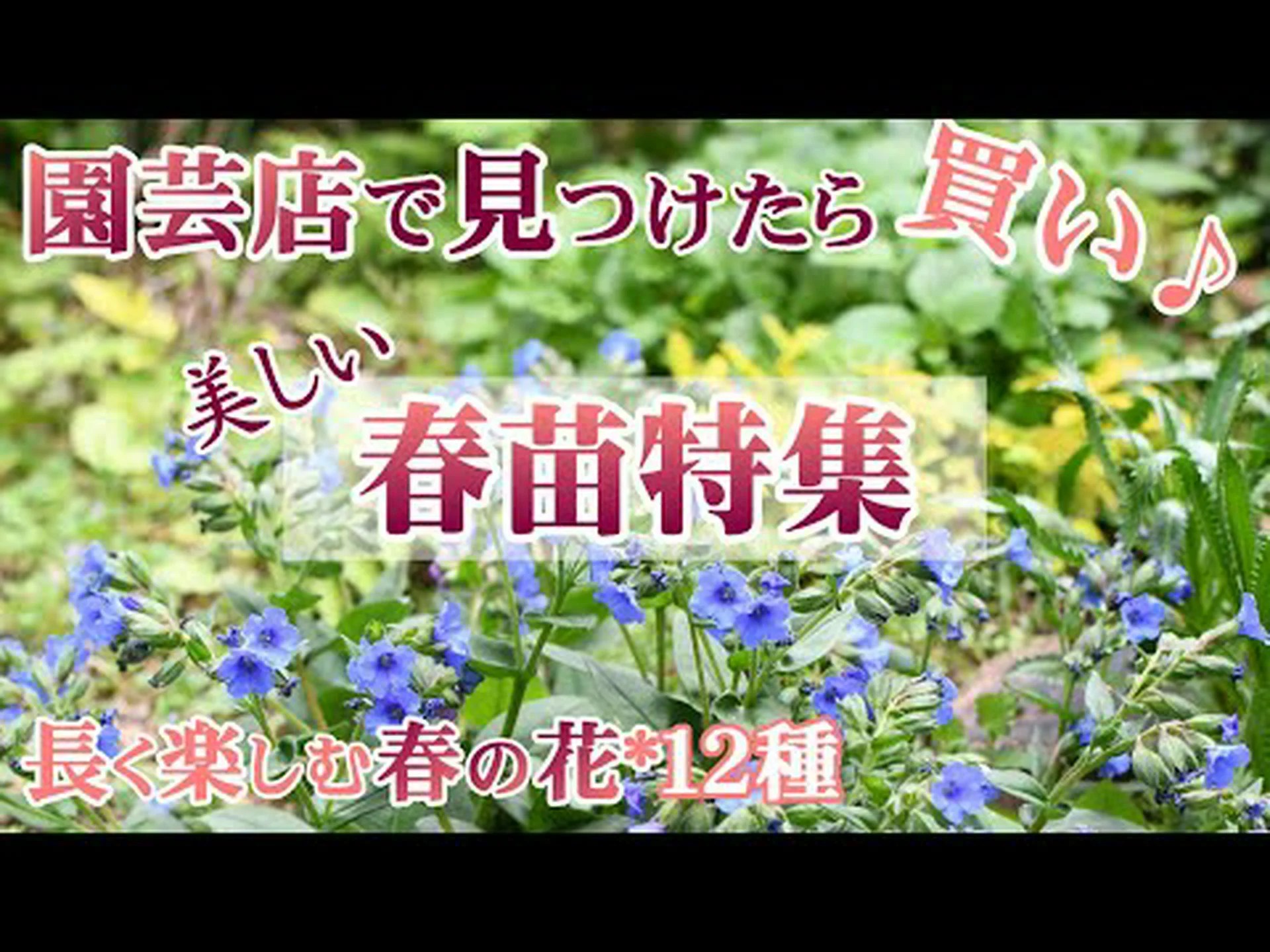 花の草原を作る 花の草原を作る
