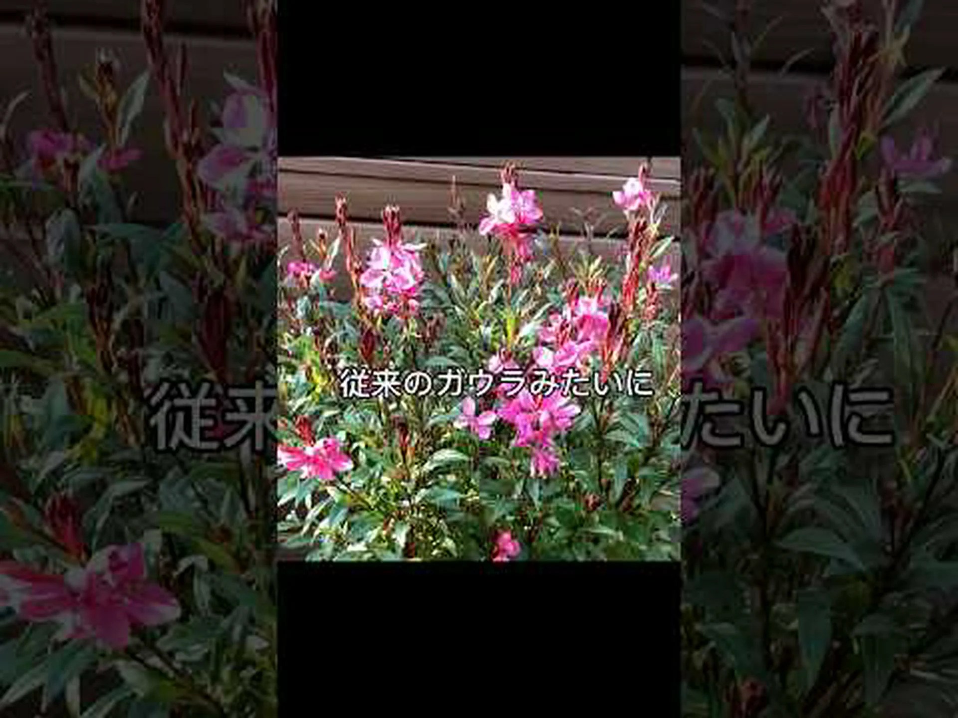 リンドハイマーのガウラ リンドハイマーのガウラ