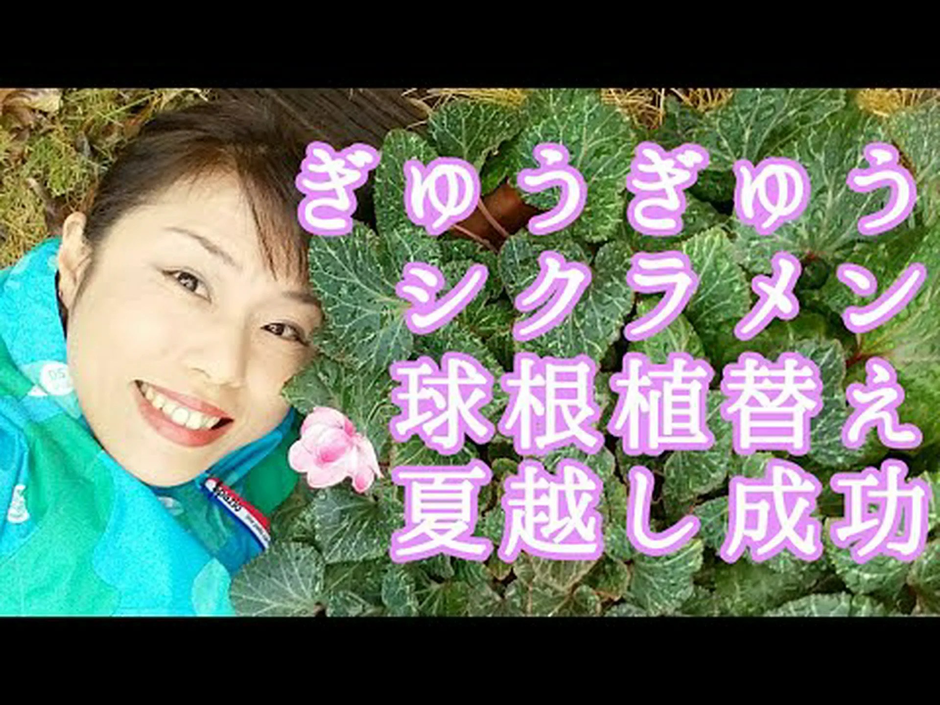 ナポリシクラメン、カーペットを敷くような美しい球根植物 ナポリシクラメン、カーペットを敷くような美しい球根植物