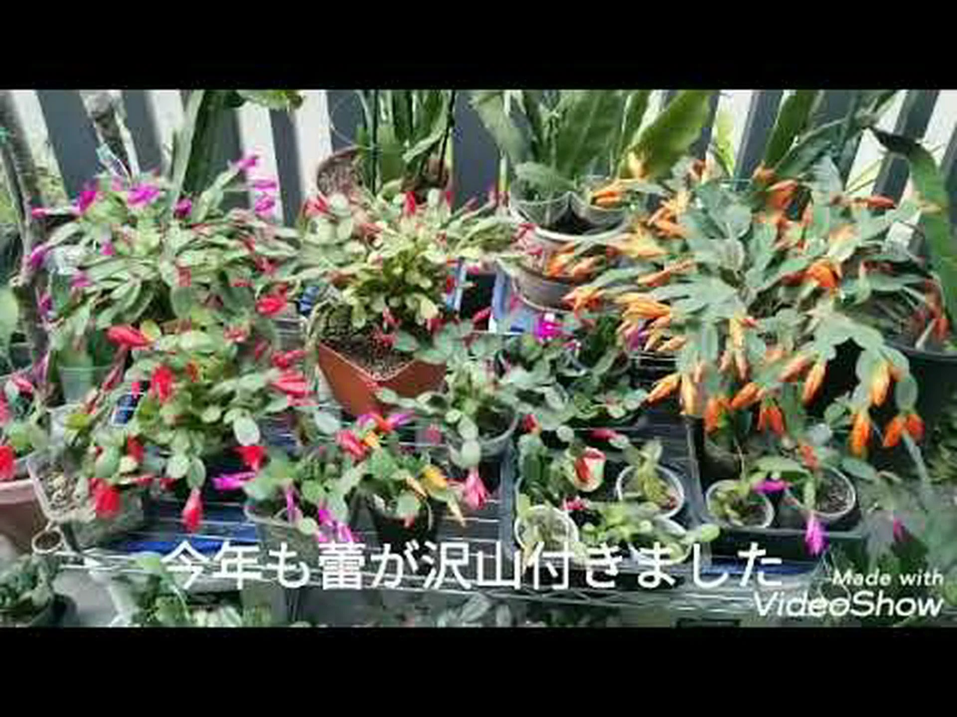 イースターサボテン イースターサボテン