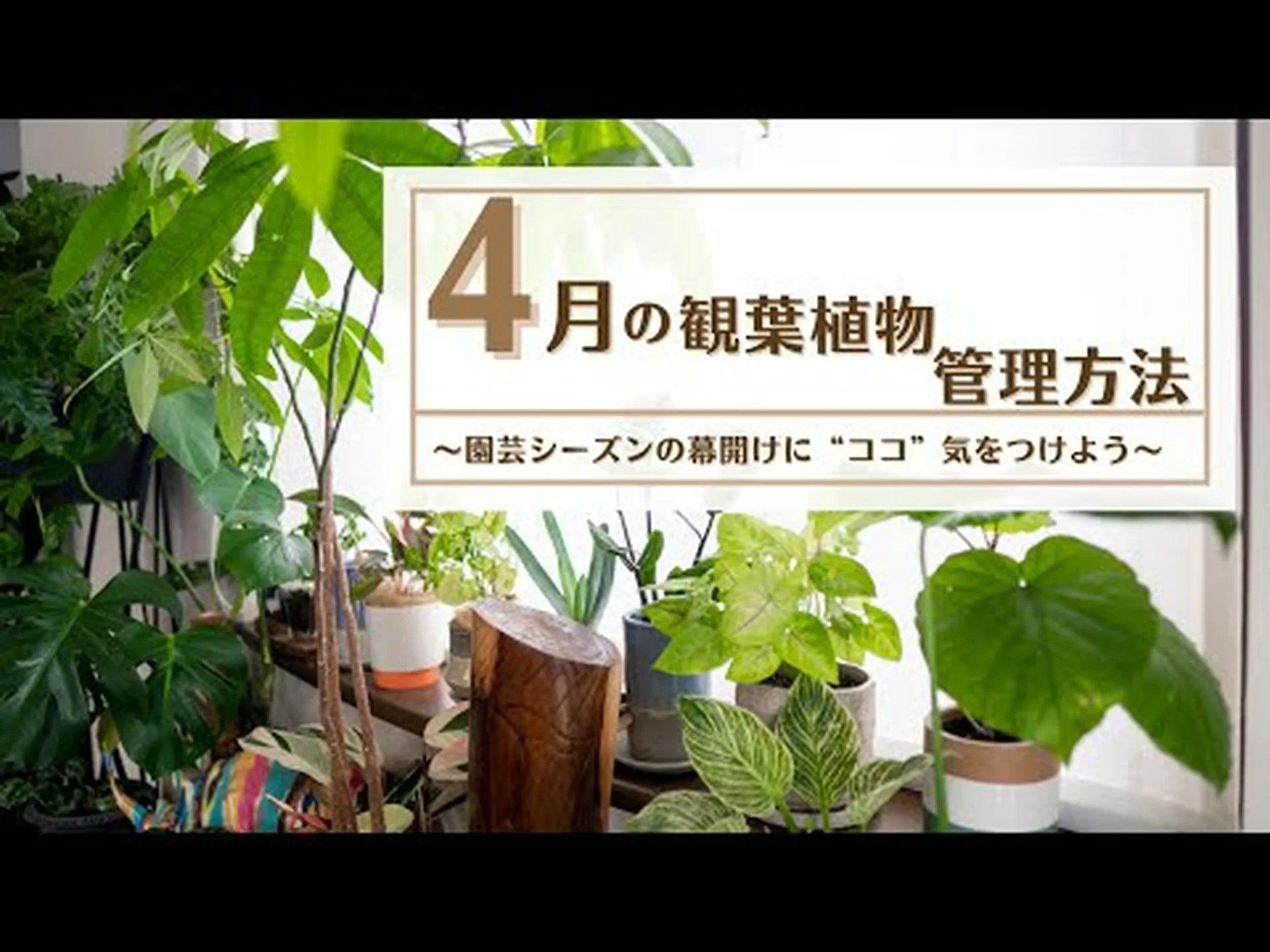 ホリデーシーズンに向けて観葉植物を準備する ホリデーシーズンに向けて観葉植物を準備する