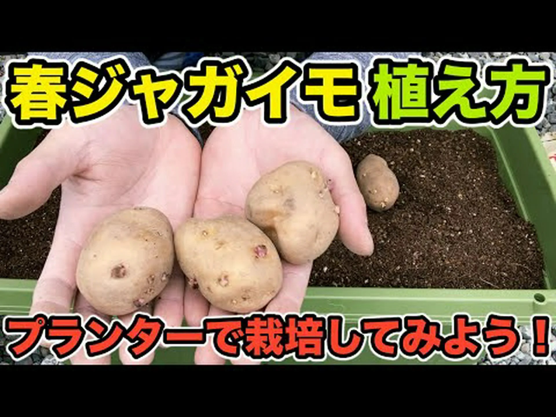 家庭菜園にはどのジャガイモが適していますか? 家庭菜園にはどのジャガイモが適していますか?