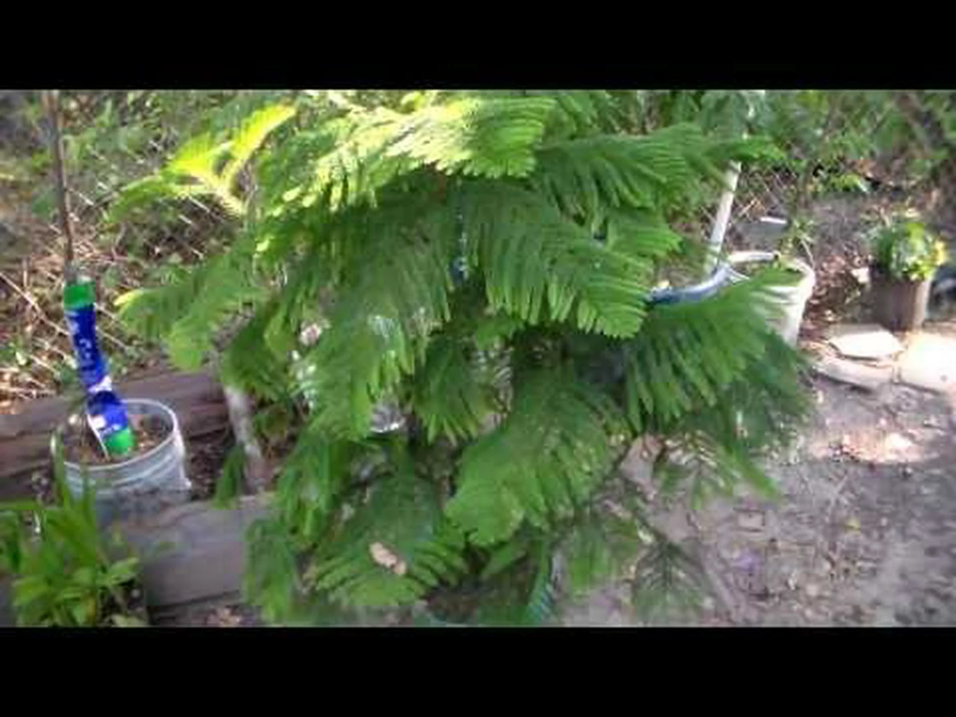 ノーフォークパイン、ノーフォークアラウカリア ノーフォークパイン、ノーフォークアラウカリア