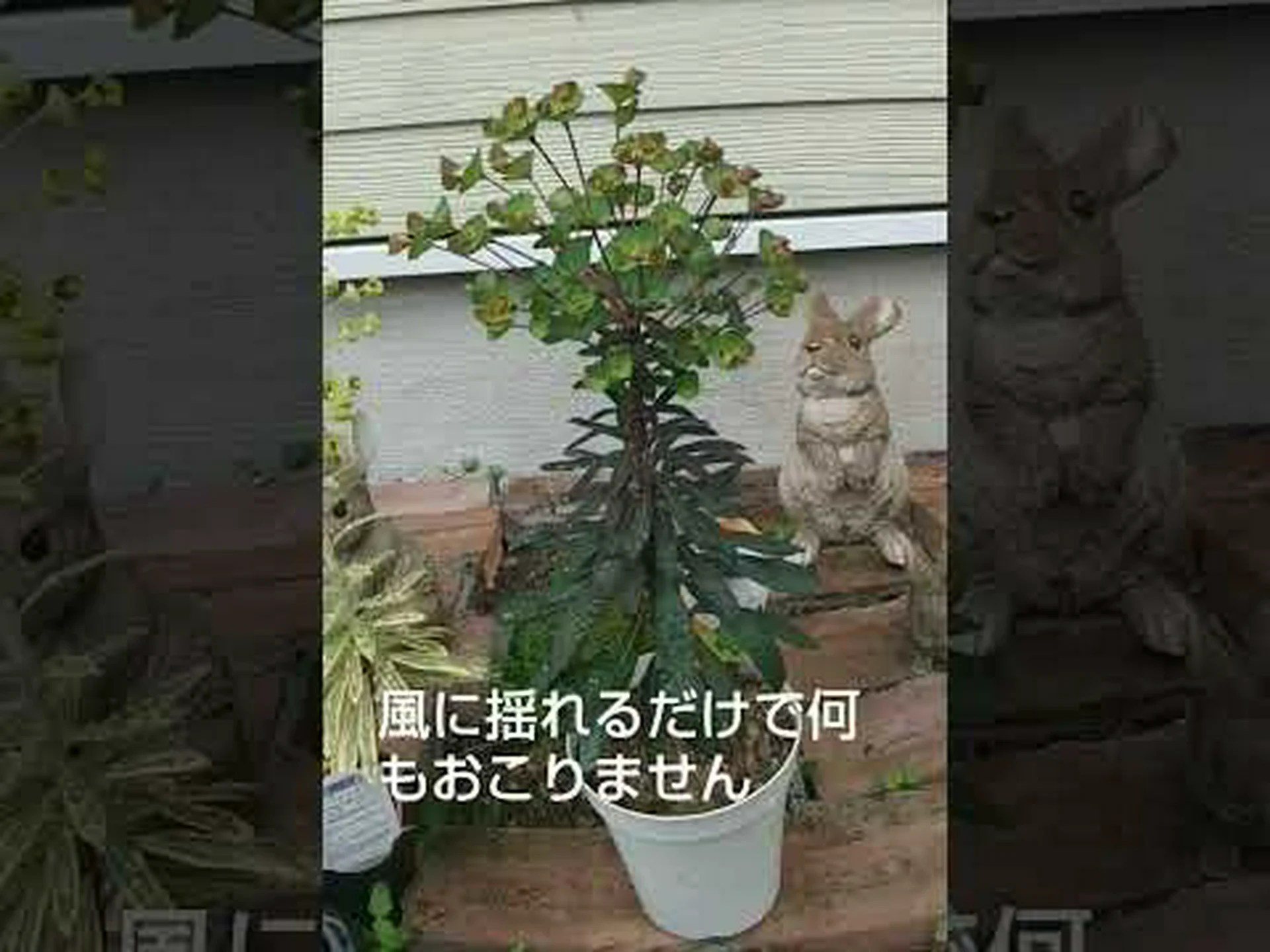 ユーフォルビア ブラックバード ユーフォルビア ブラックバード