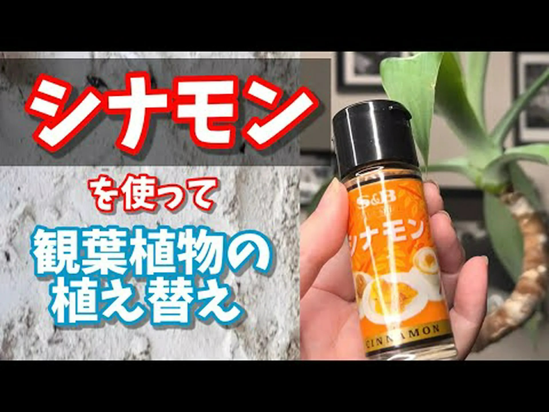 グレーメープル、ペーパーバークメープル、シナモンメープル グレーメープル、ペーパーバークメープル、シナモンメープル