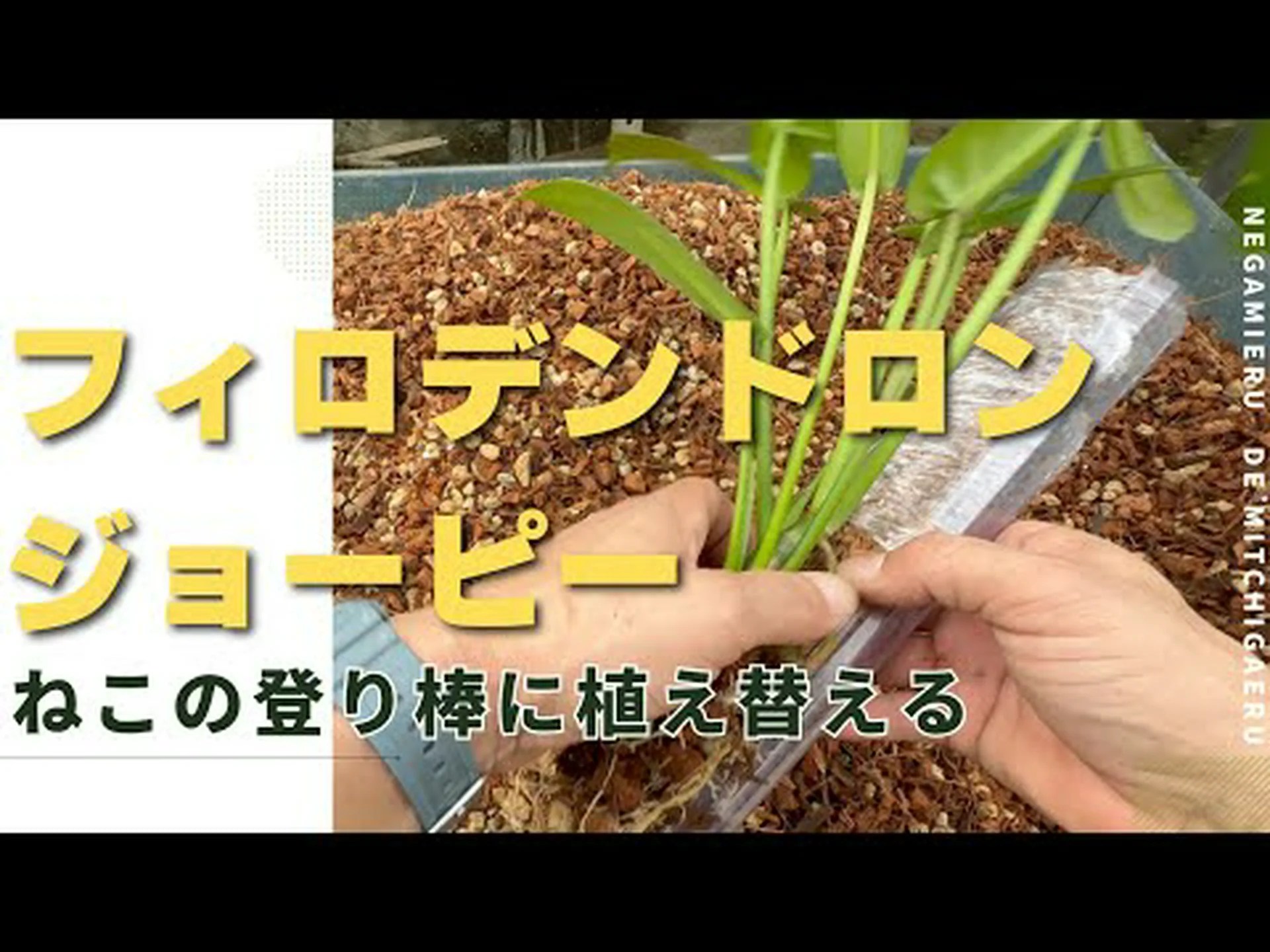 エピデンドロン エピデンドロン