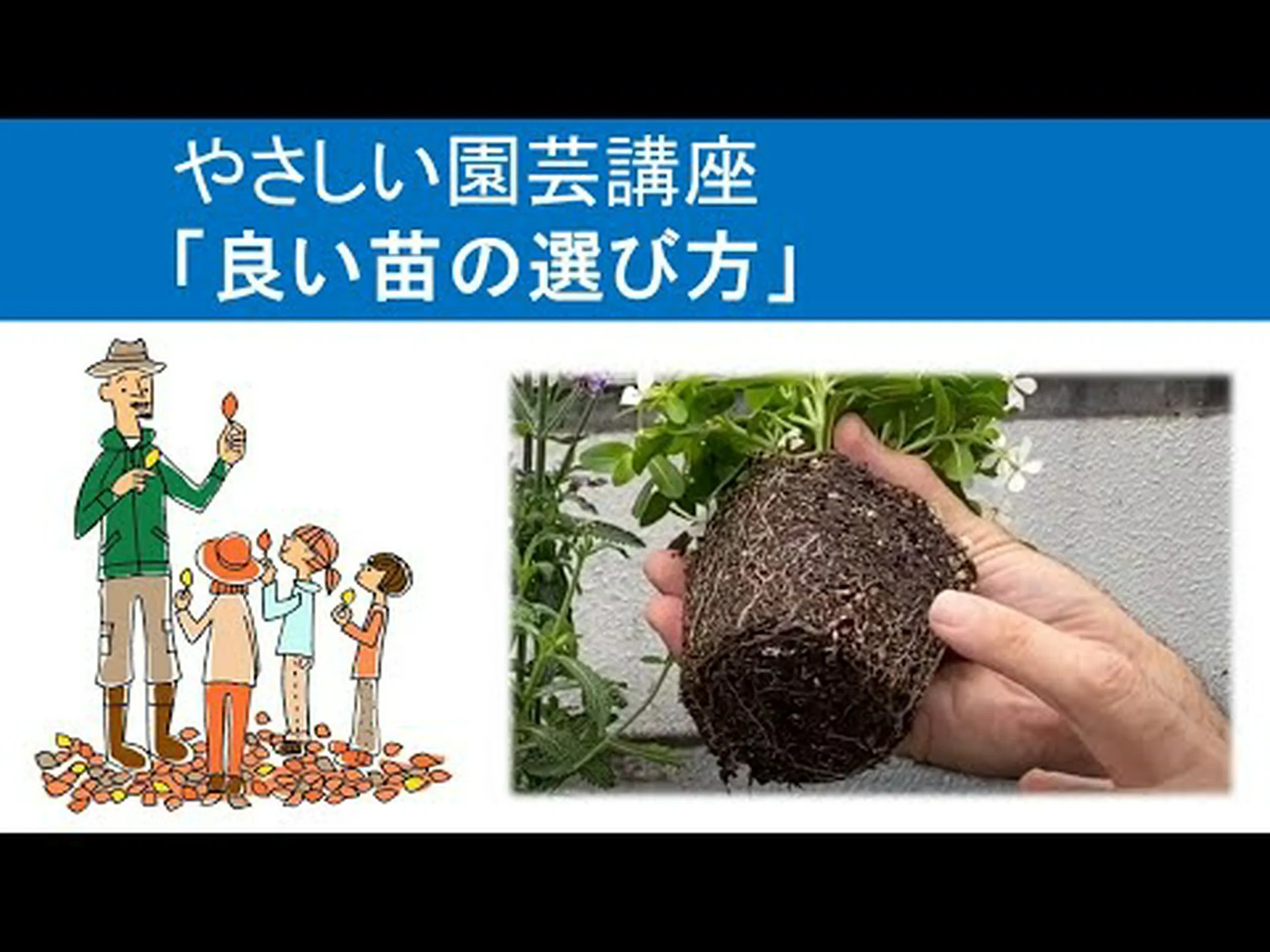 優しい植物 優しい植物