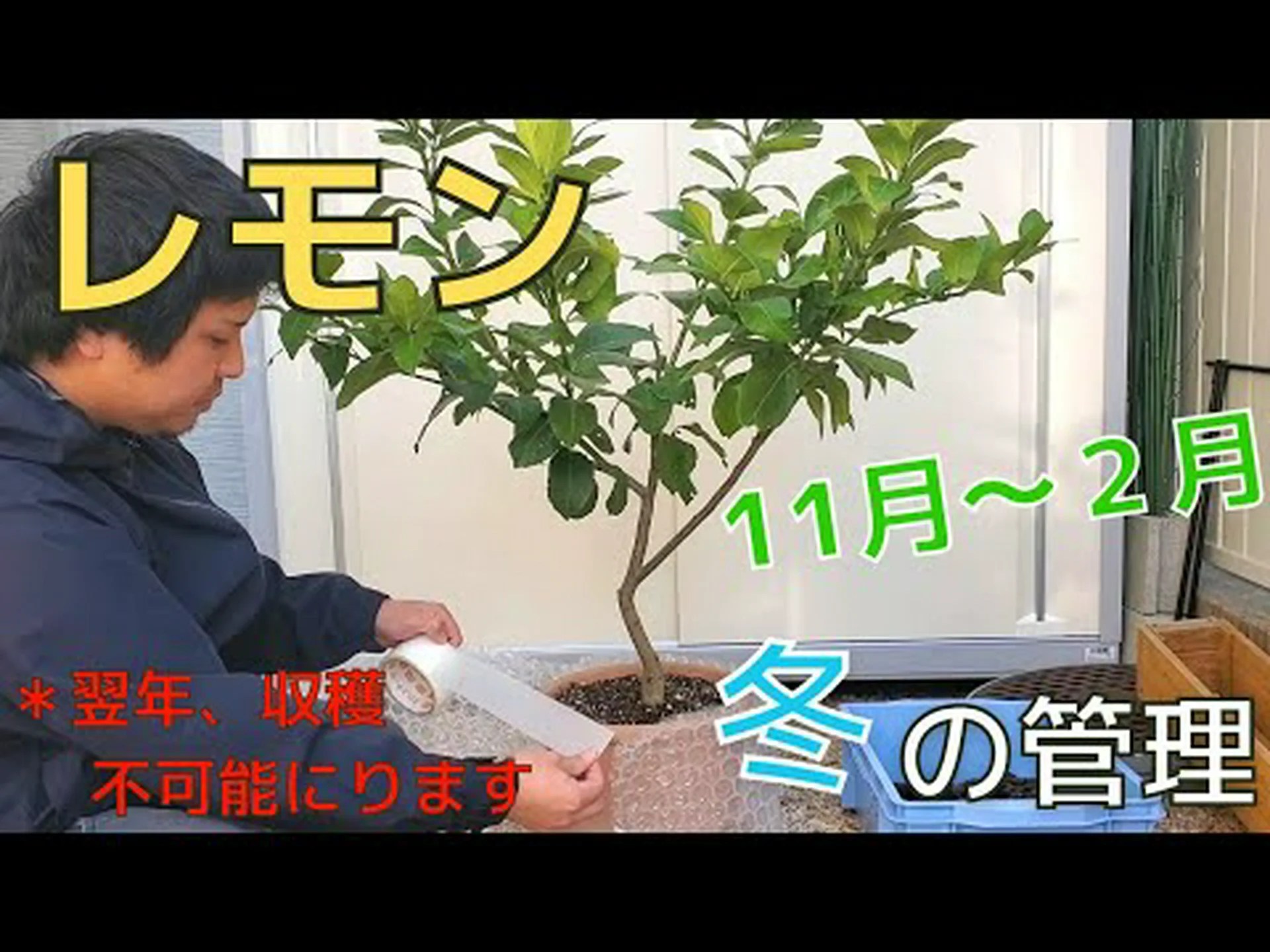 鉢植えの越冬 鉢植えの越冬