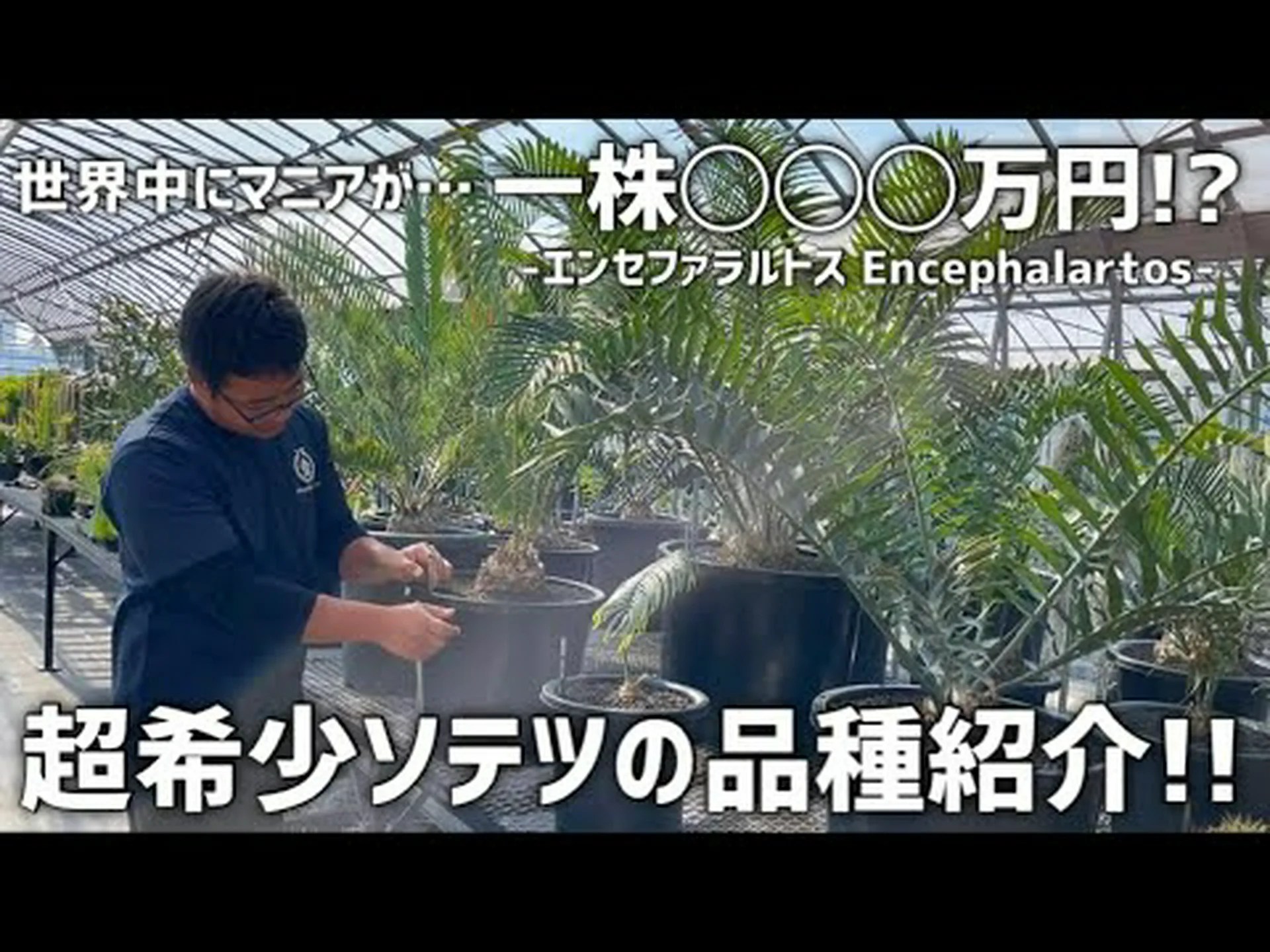 アルテンシュタインのエンセファラトス アルテンシュタインのエンセファラトス