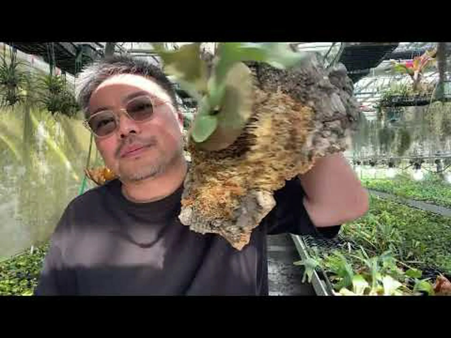 コルク樫、コルシエ、スーリエ、スーベ、シオール コルク樫、コルシエ、スーリエ、スーベ、シオール