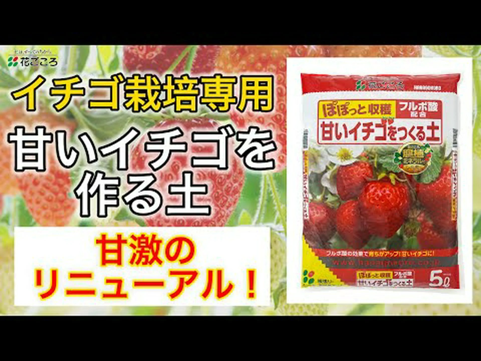 イチゴ、甘くて香り豊かな果物 イチゴ、甘くて香り豊かな果物