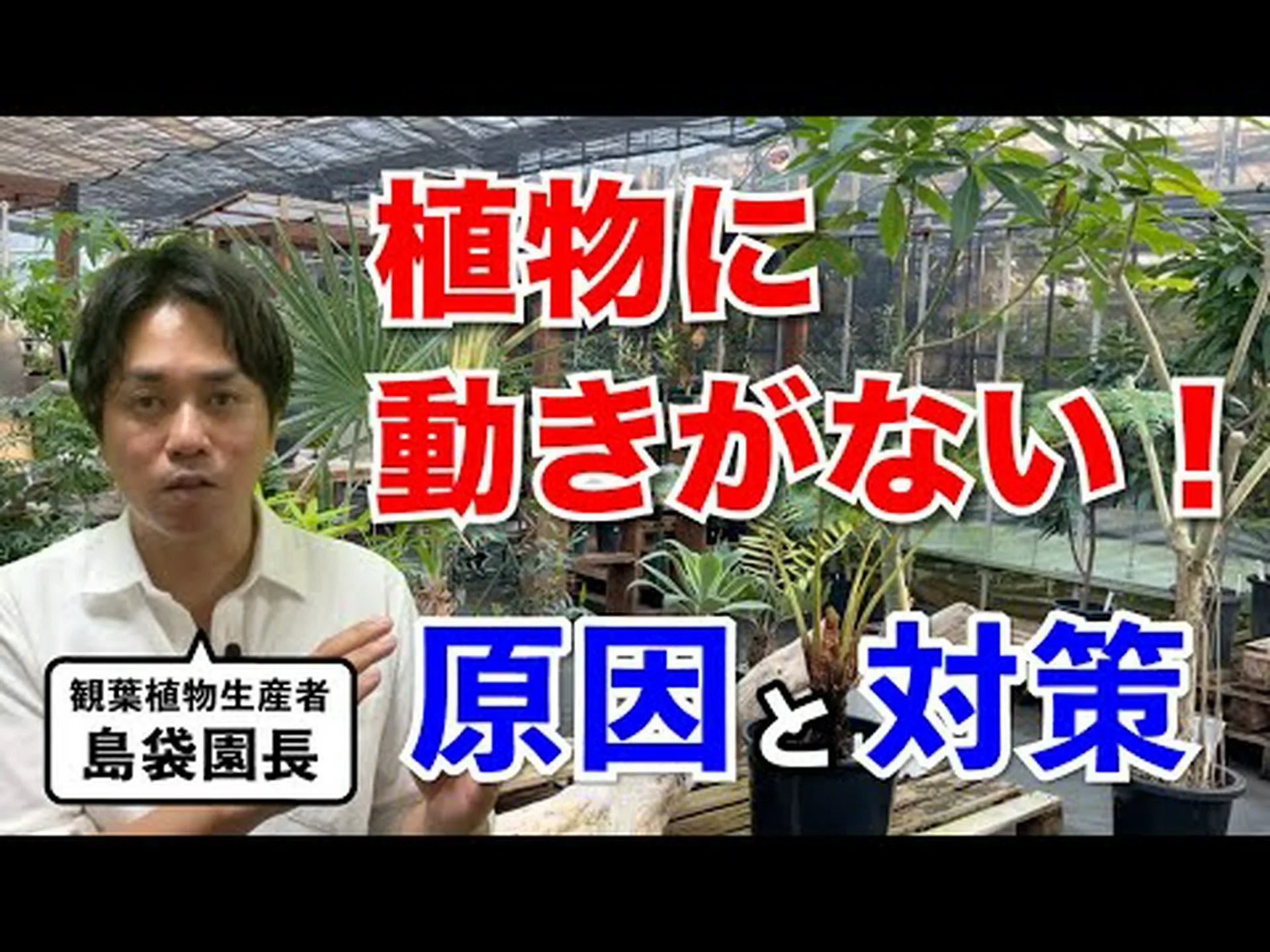 シーバックソーン、成長のヒント シーバックソーン、成長のヒント