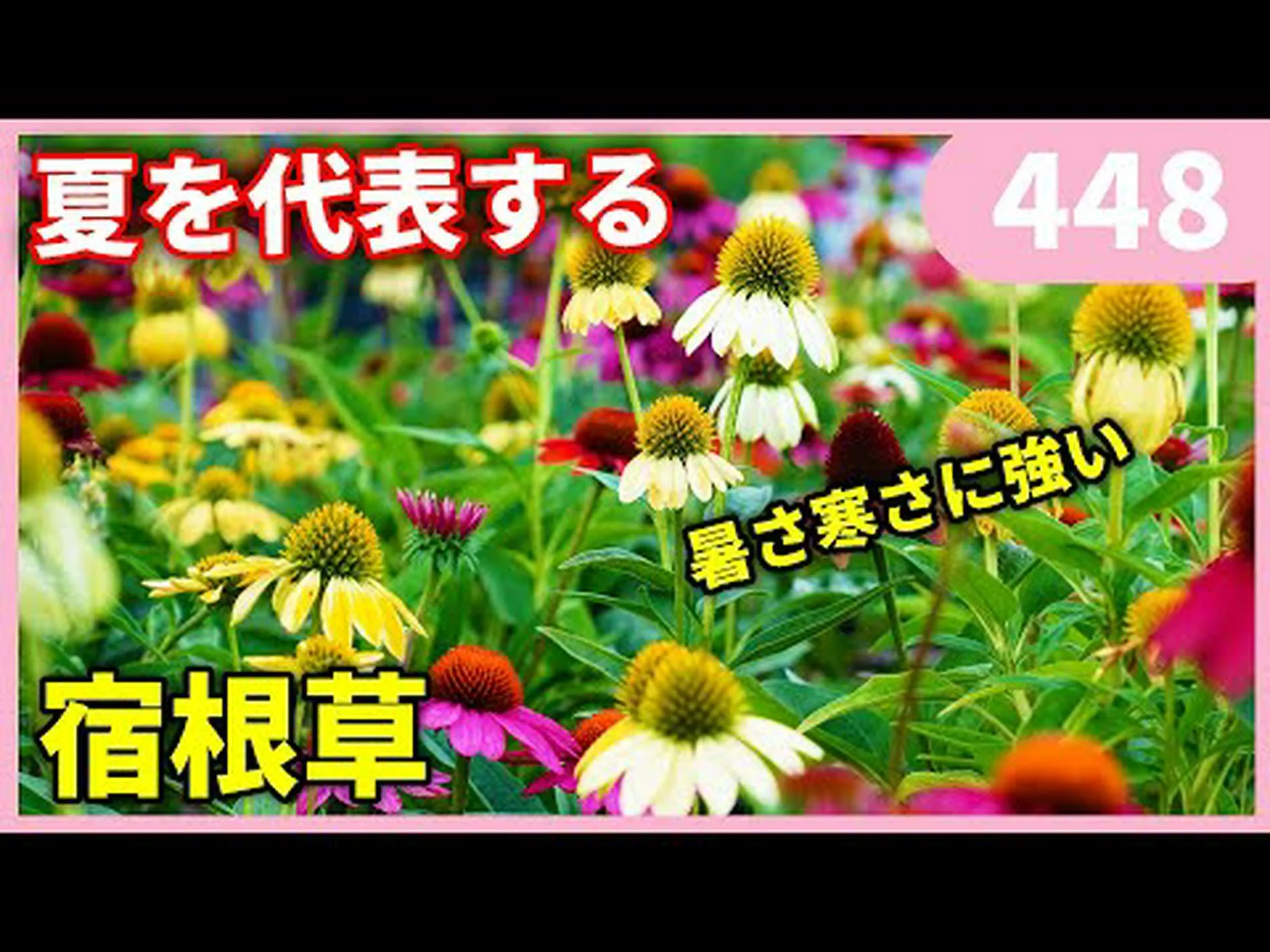 エキナセア、栽培のヒント エキナセア、栽培のヒント