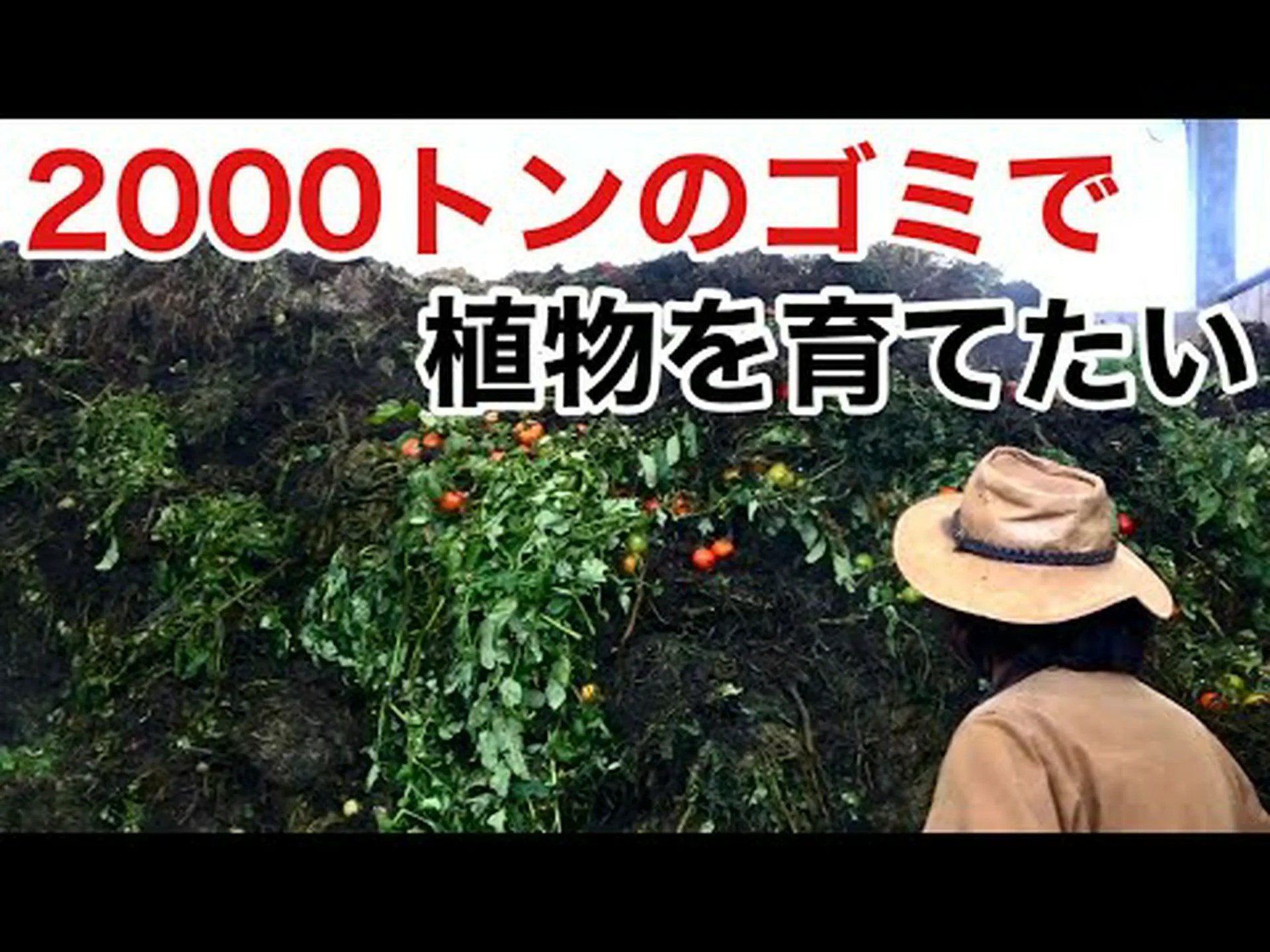 グリーンリーフエルサレムセージ、スライムフロミス、エルサレムスライムセージ グリーンリーフエルサレムセージ、スライムフロミス、エルサレムスライムセージ