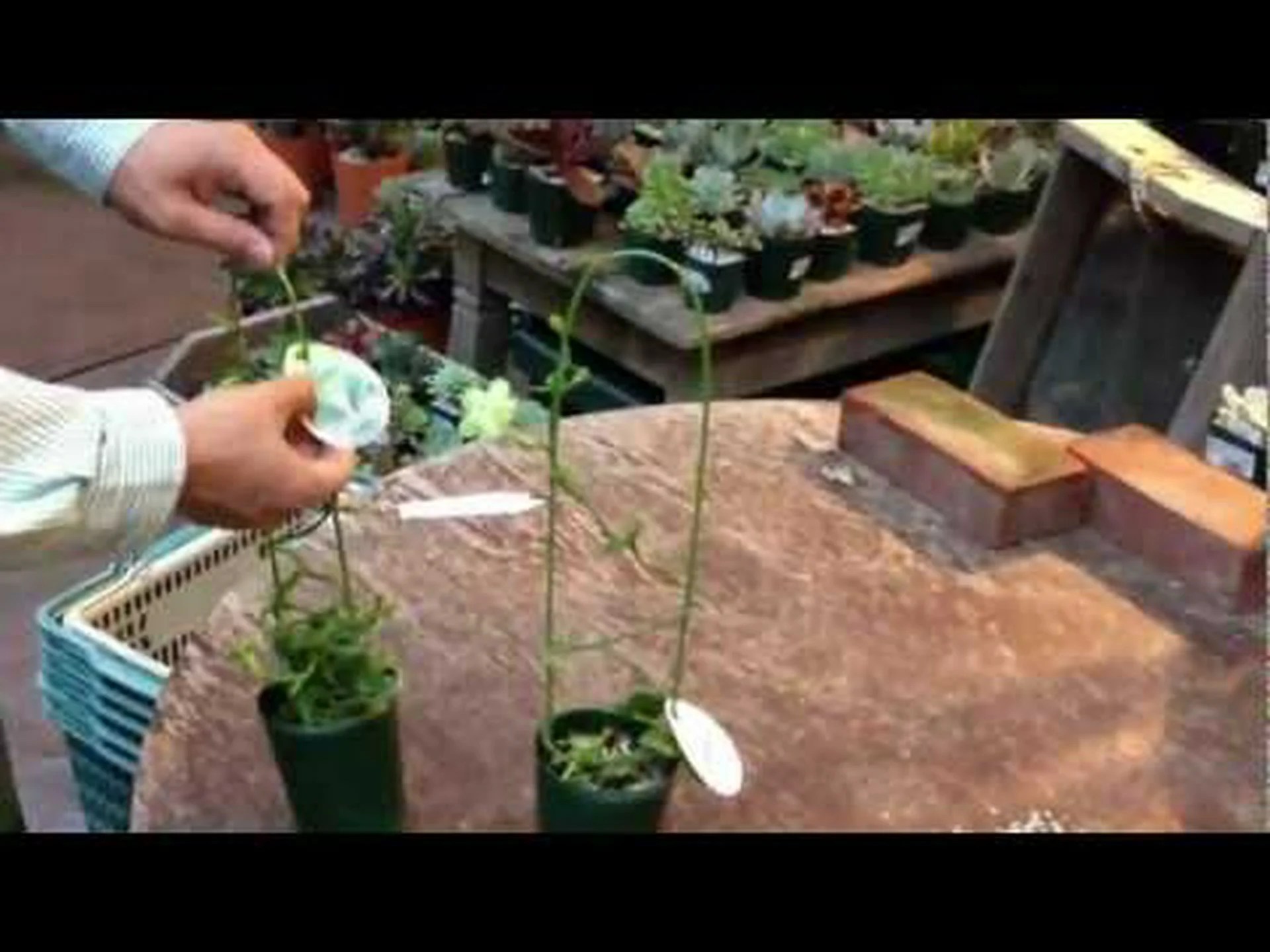 パラシュート プラント、セロペギア パラシュート プラント、セロペギア