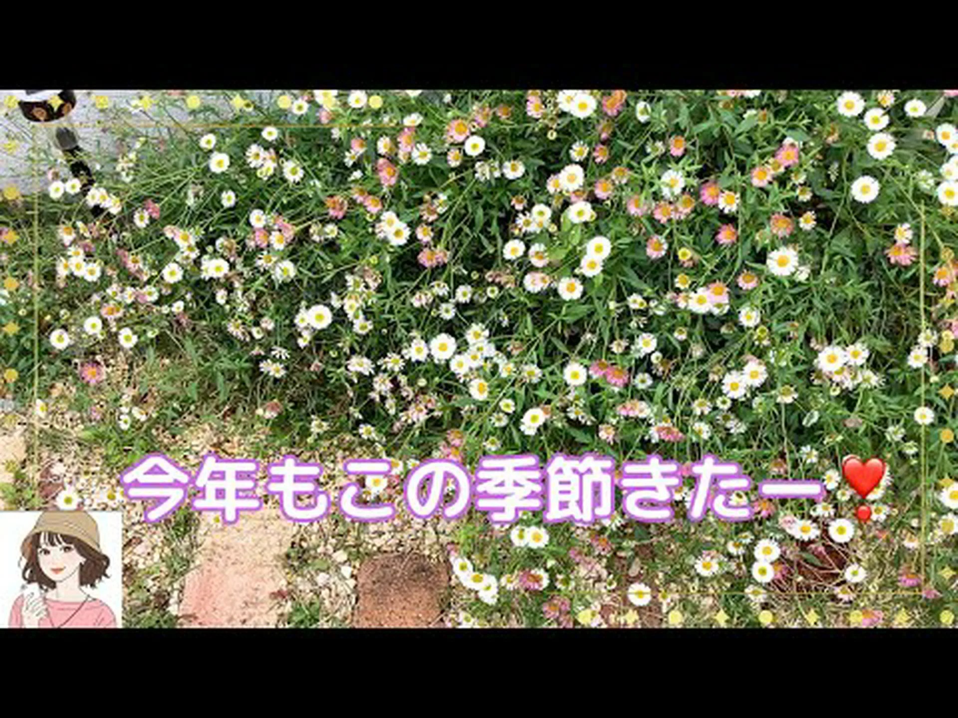 ヒメバネ、エリゲロン ヒメバネ、エリゲロン