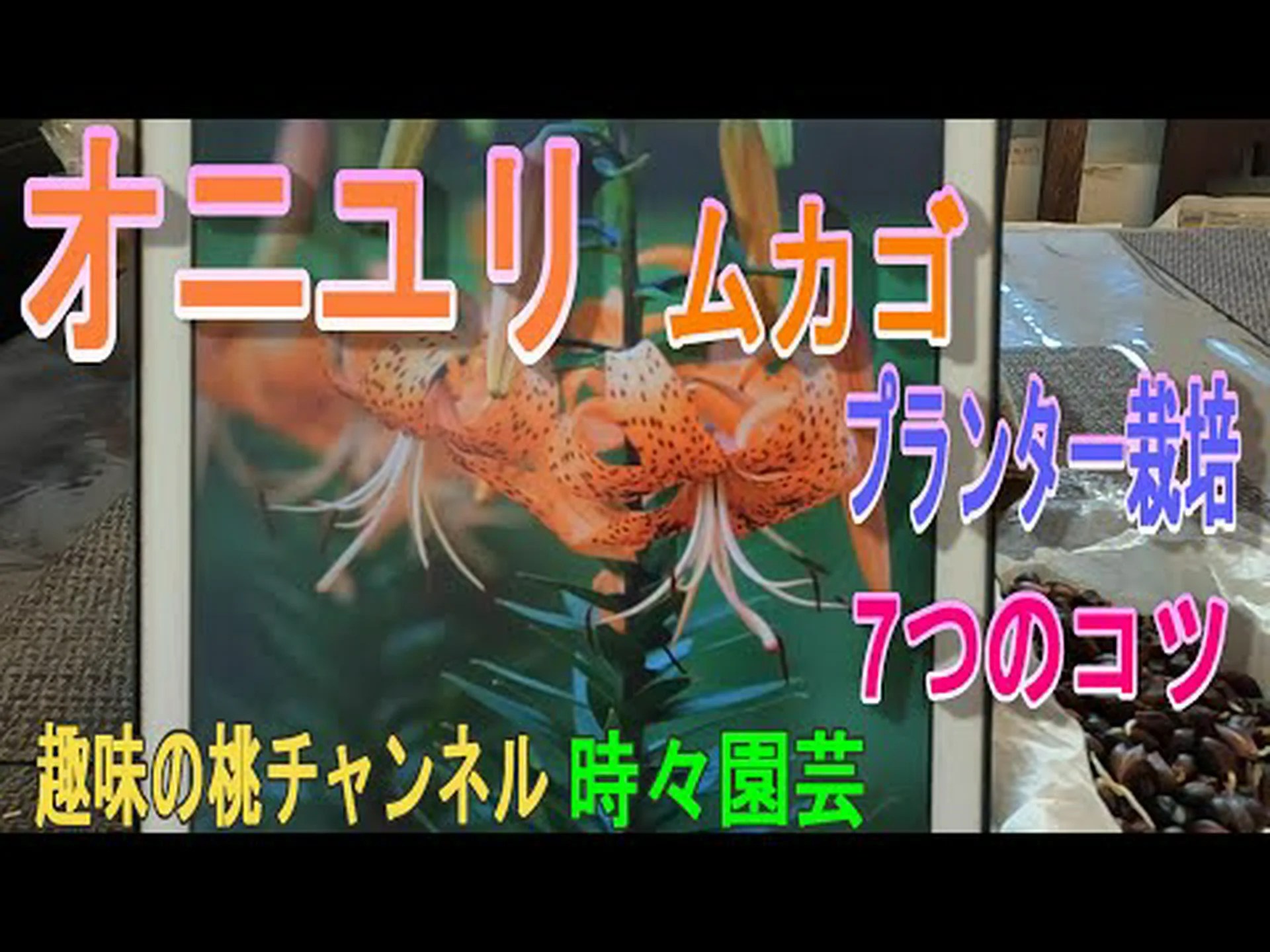 オニユリ オニユリ