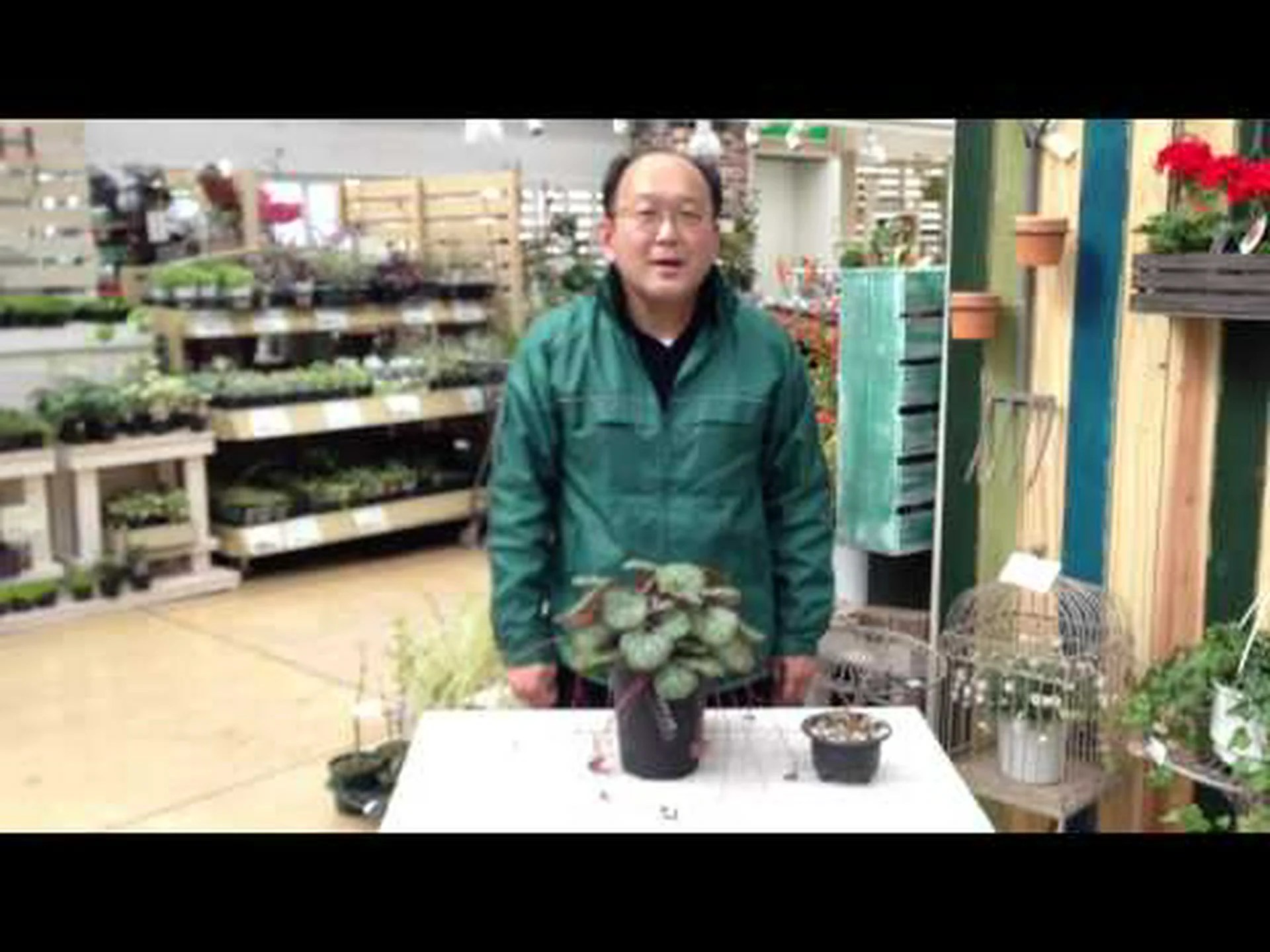 オーブリエートとユキノシタ、栽培アドバイス オーブリエートとユキノシタ、栽培アドバイス