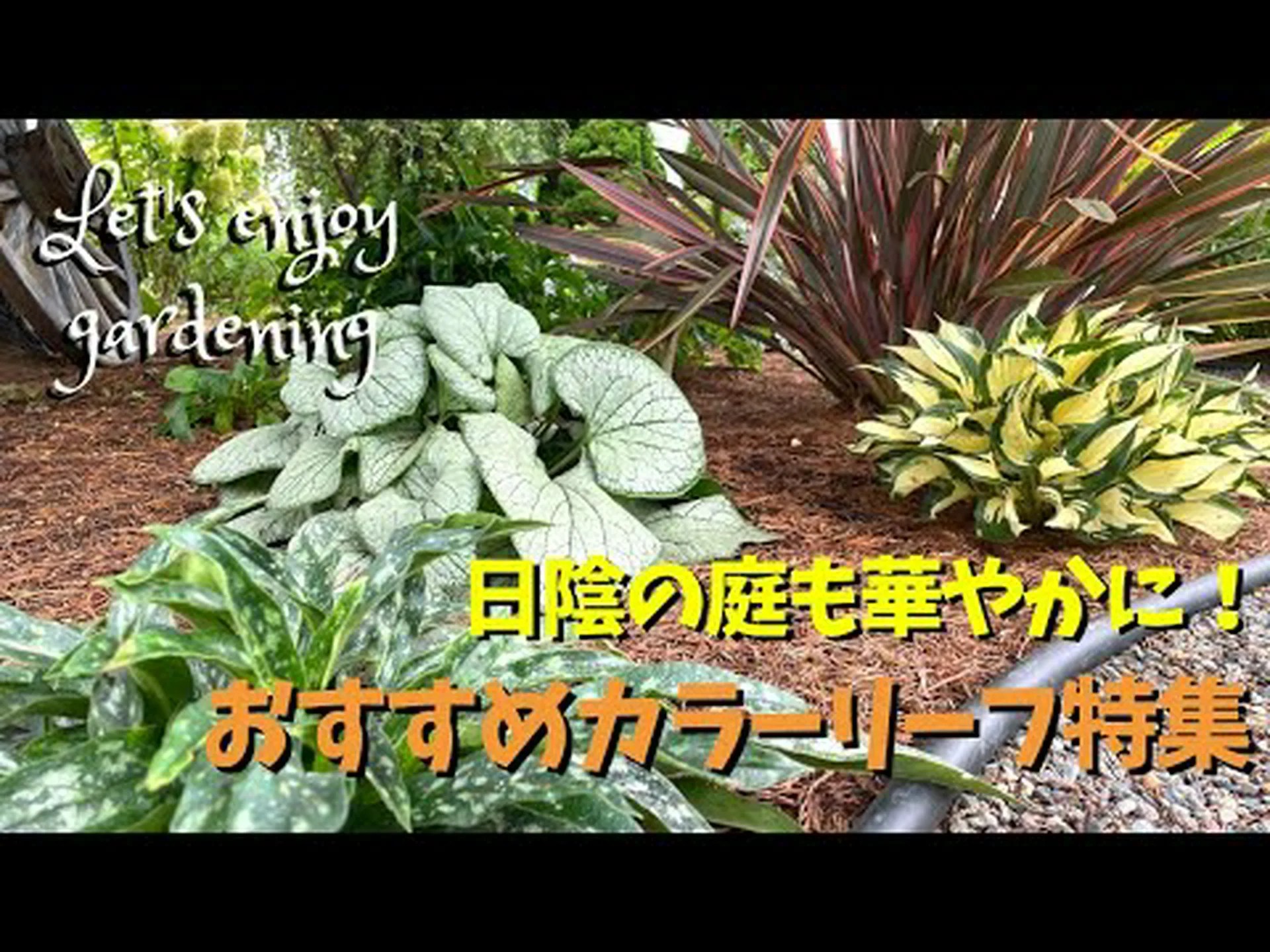 家が大好きなシルバーフィッシュ 家が大好きなシルバーフィッシュ