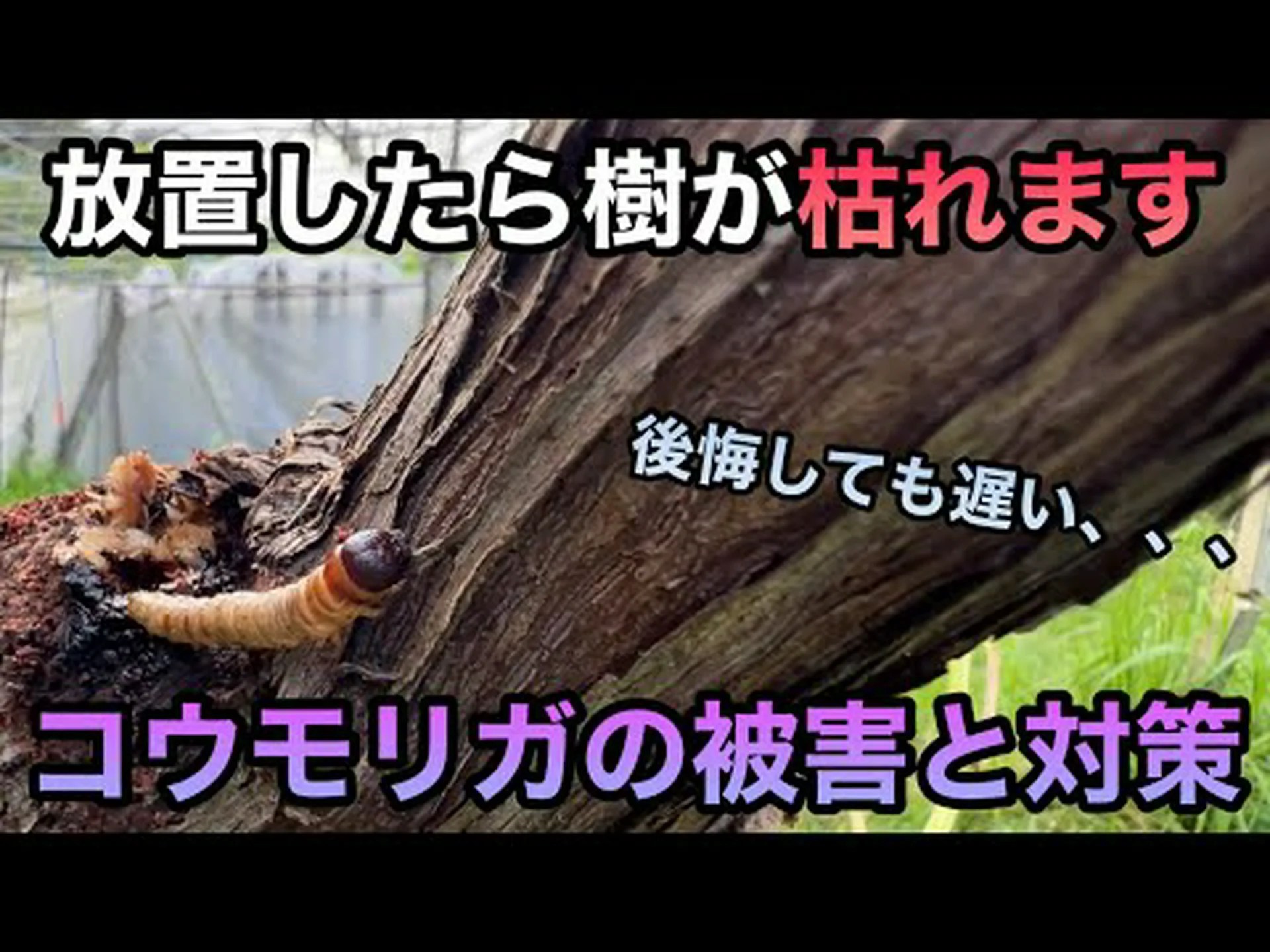 ブドウ畑のコウモリ ブドウ畑のコウモリ