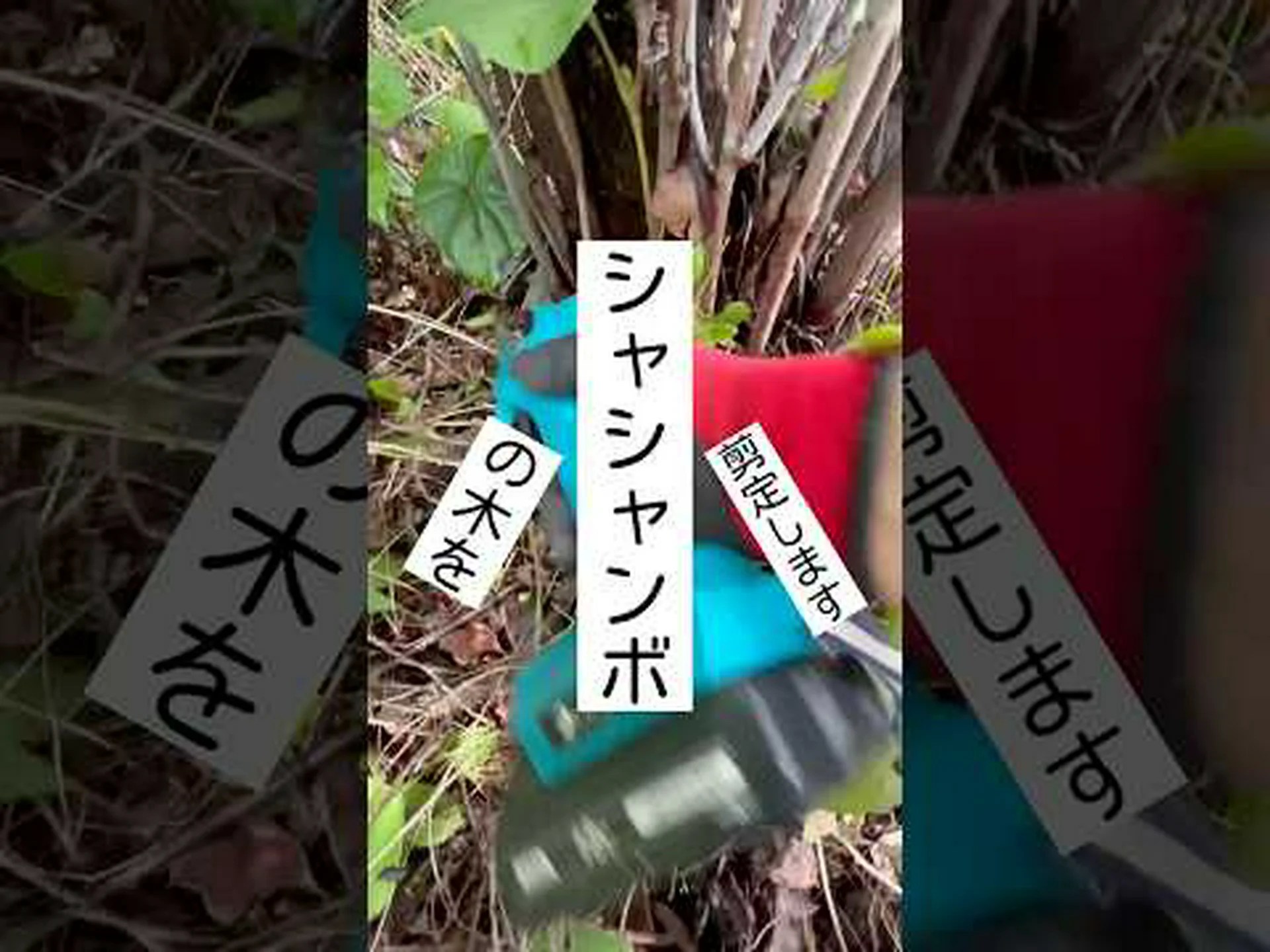 庭師の小さなお手伝いさんたち 庭師の小さなお手伝いさんたち