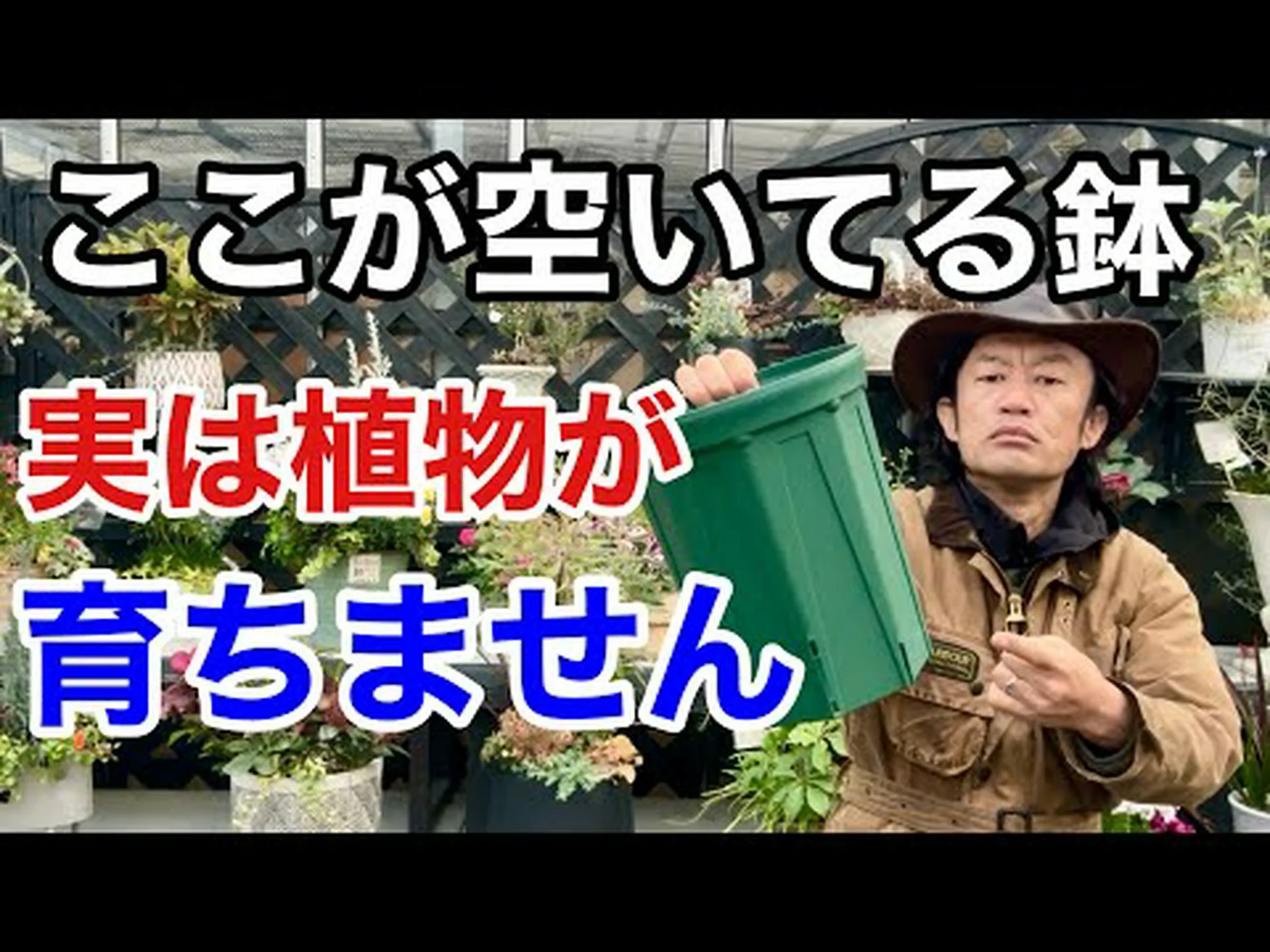 ヴィーナススリッパ、パフ ヴィーナススリッパ、パフ