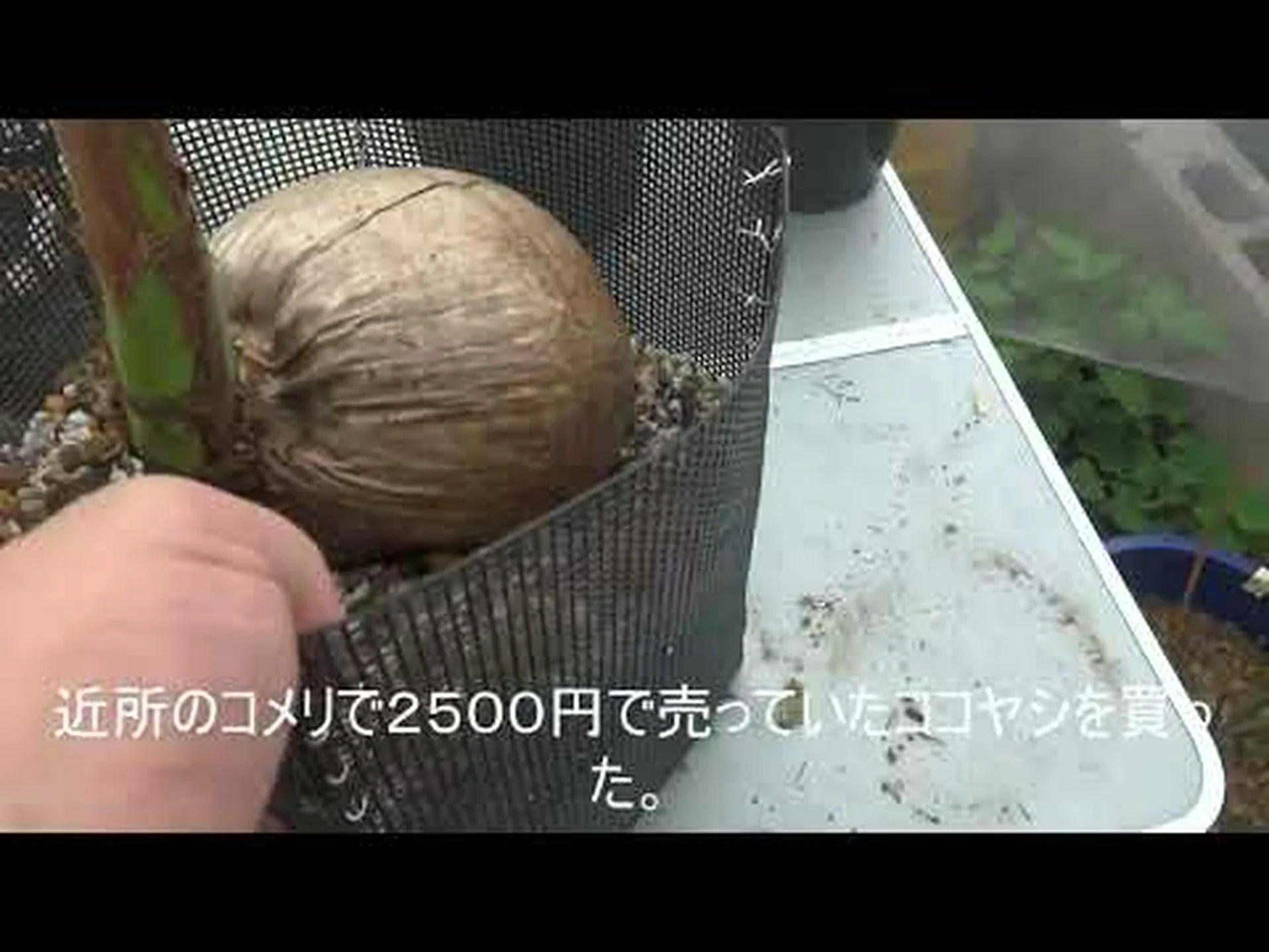 チリのココナッツの木 チリのココナッツの木