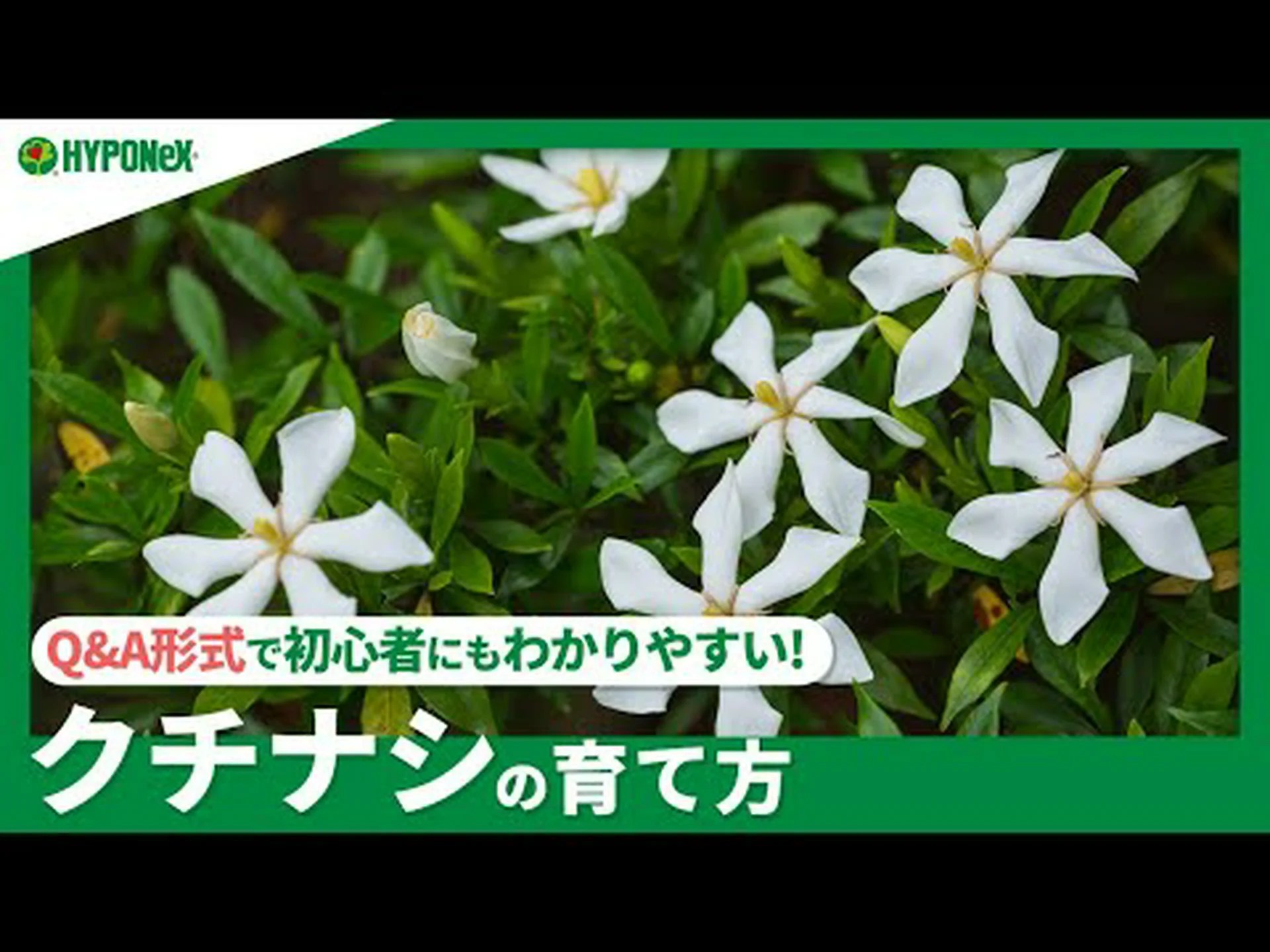 クチナシの栽培と手入れ クチナシの栽培と手入れ