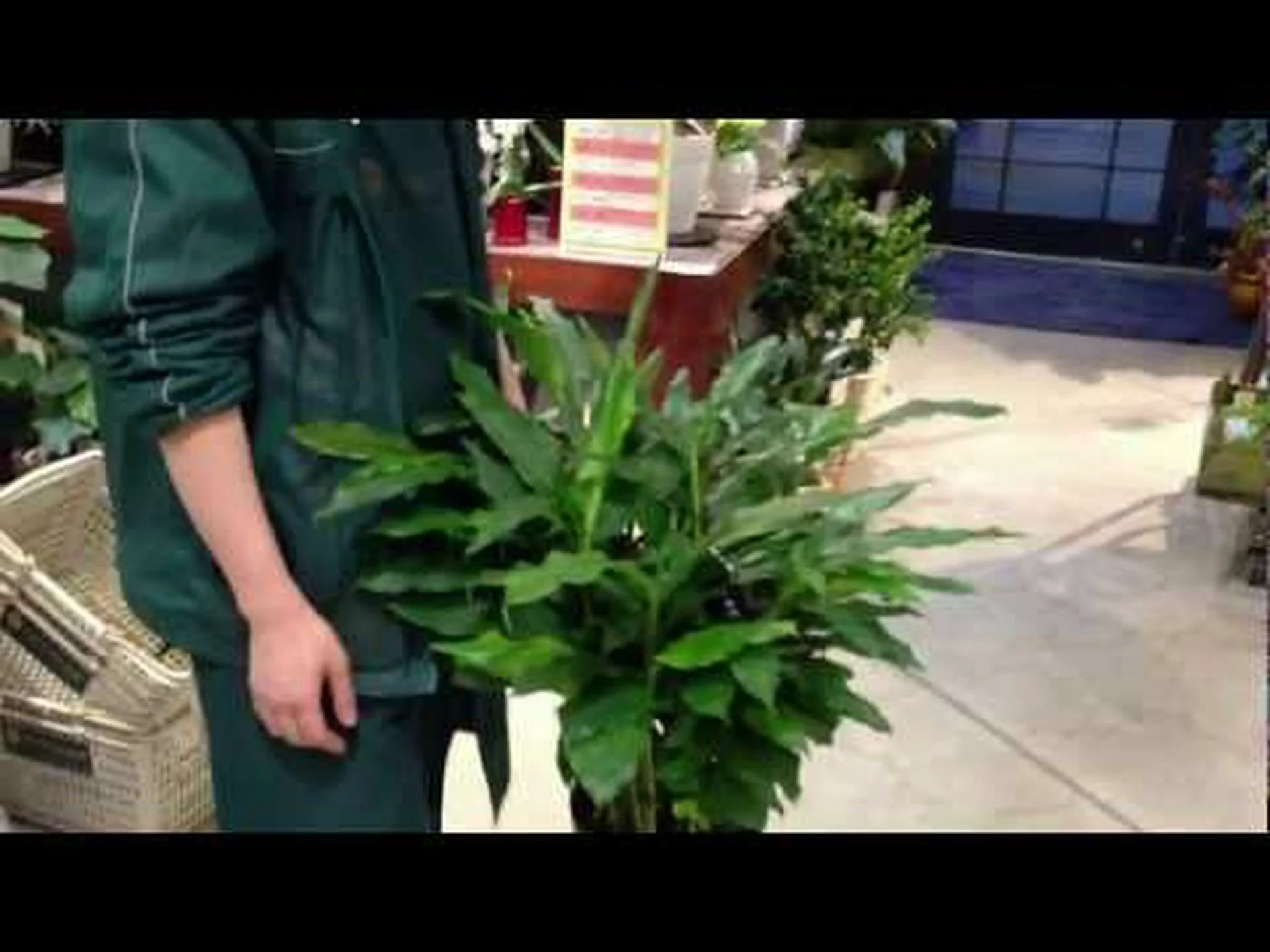 マラバーカルダモン、グリーンカルダモン マラバーカルダモン、グリーンカルダモン