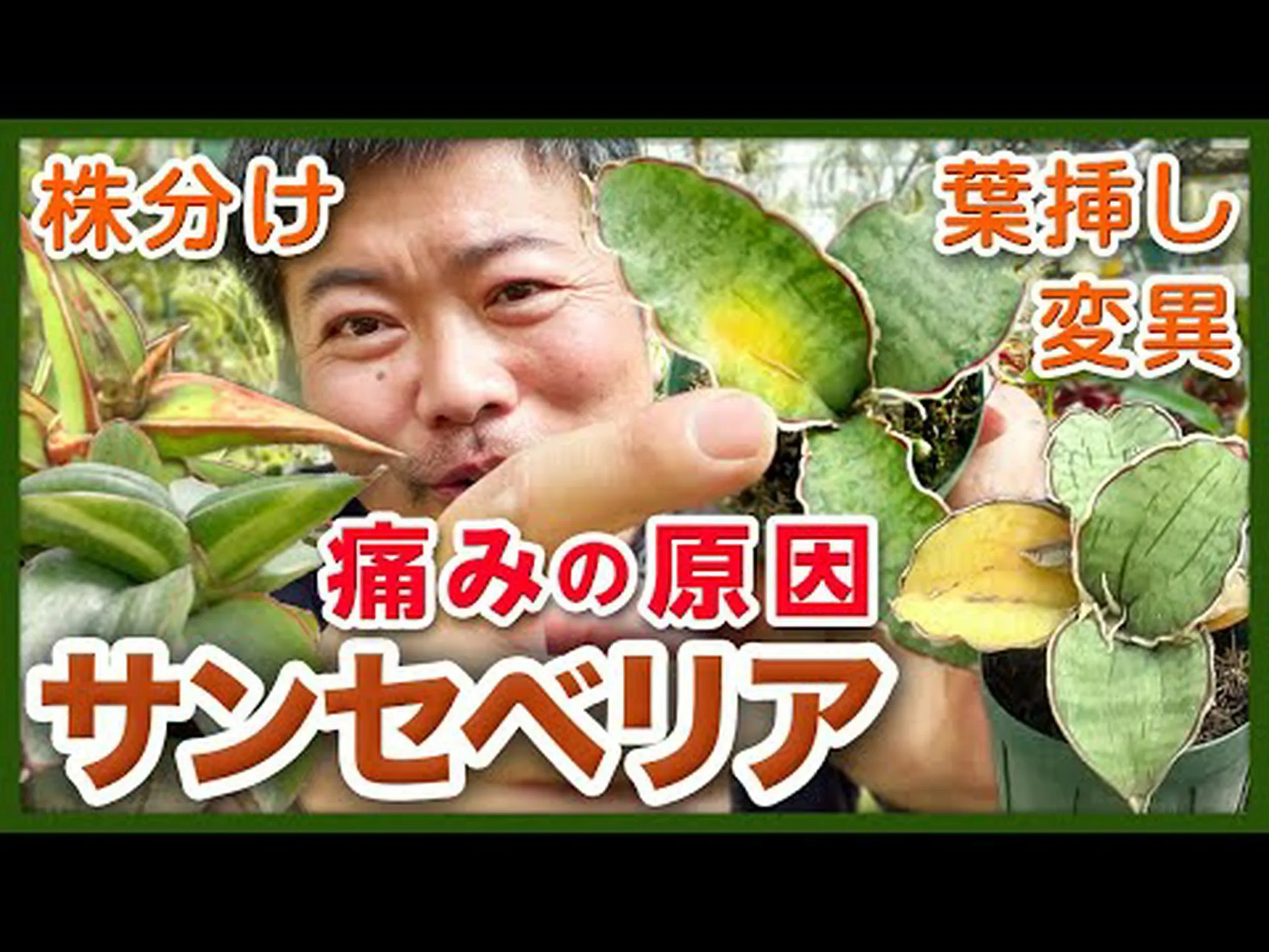 ドワーフ斑点葉ユコミス ドワーフ斑点葉ユコミス