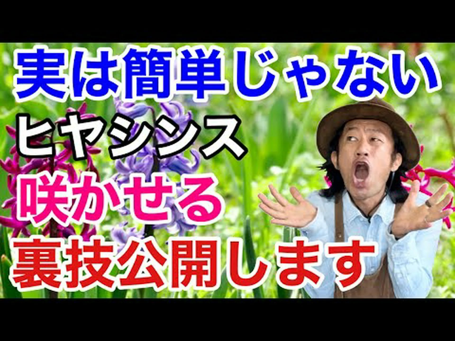 ヒヤシンス蘭 ヒヤシンス蘭