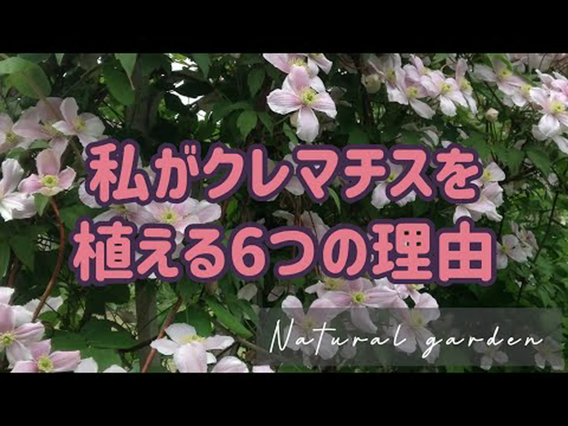 白蔓クレマチス、ヘッジクレマチス、ベガーハーブ 白蔓クレマチス、ヘッジクレマチス、ベガーハーブ