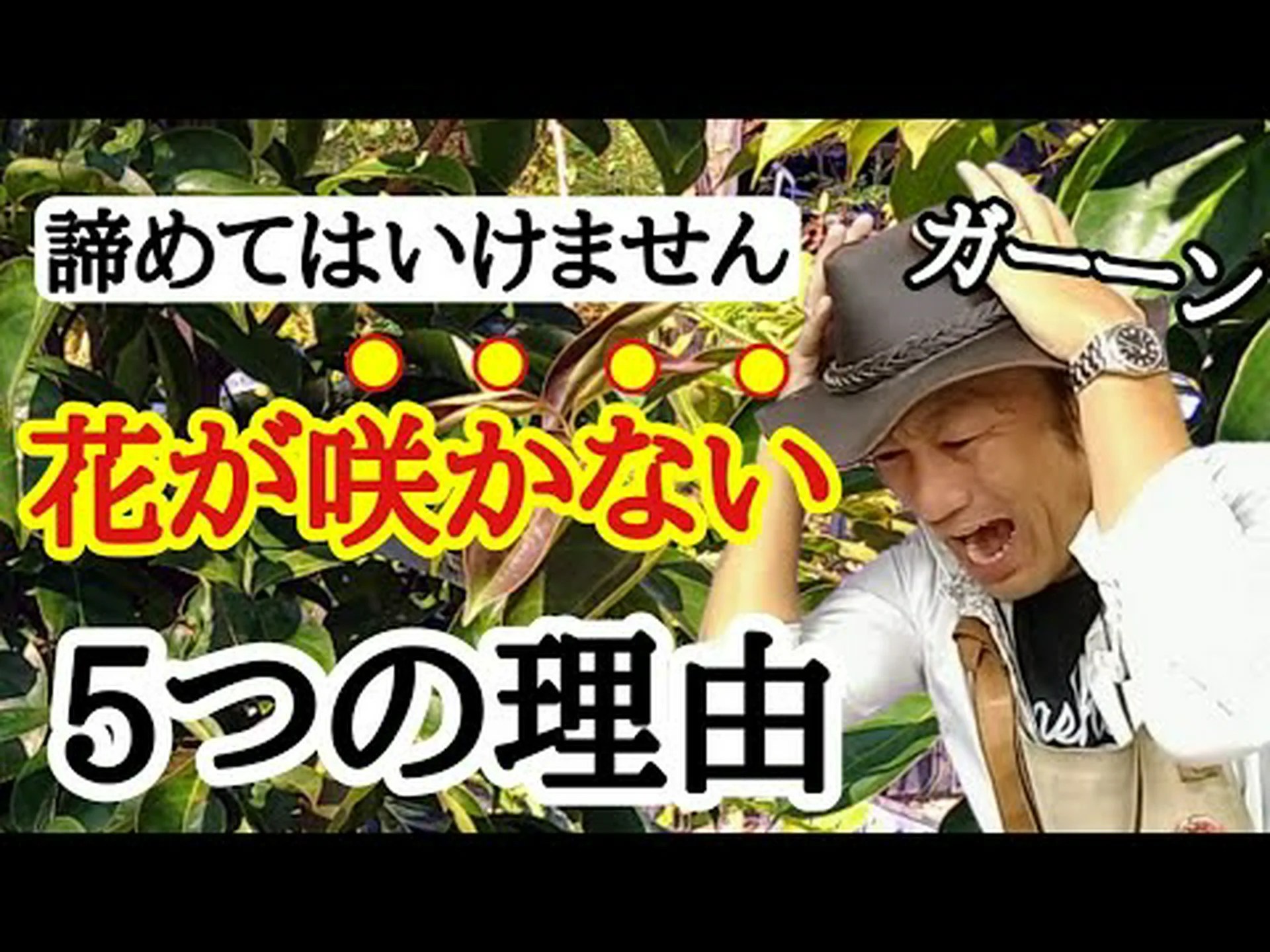 花は何のためにあるのでしょうか? 花は何のためにあるのでしょうか?