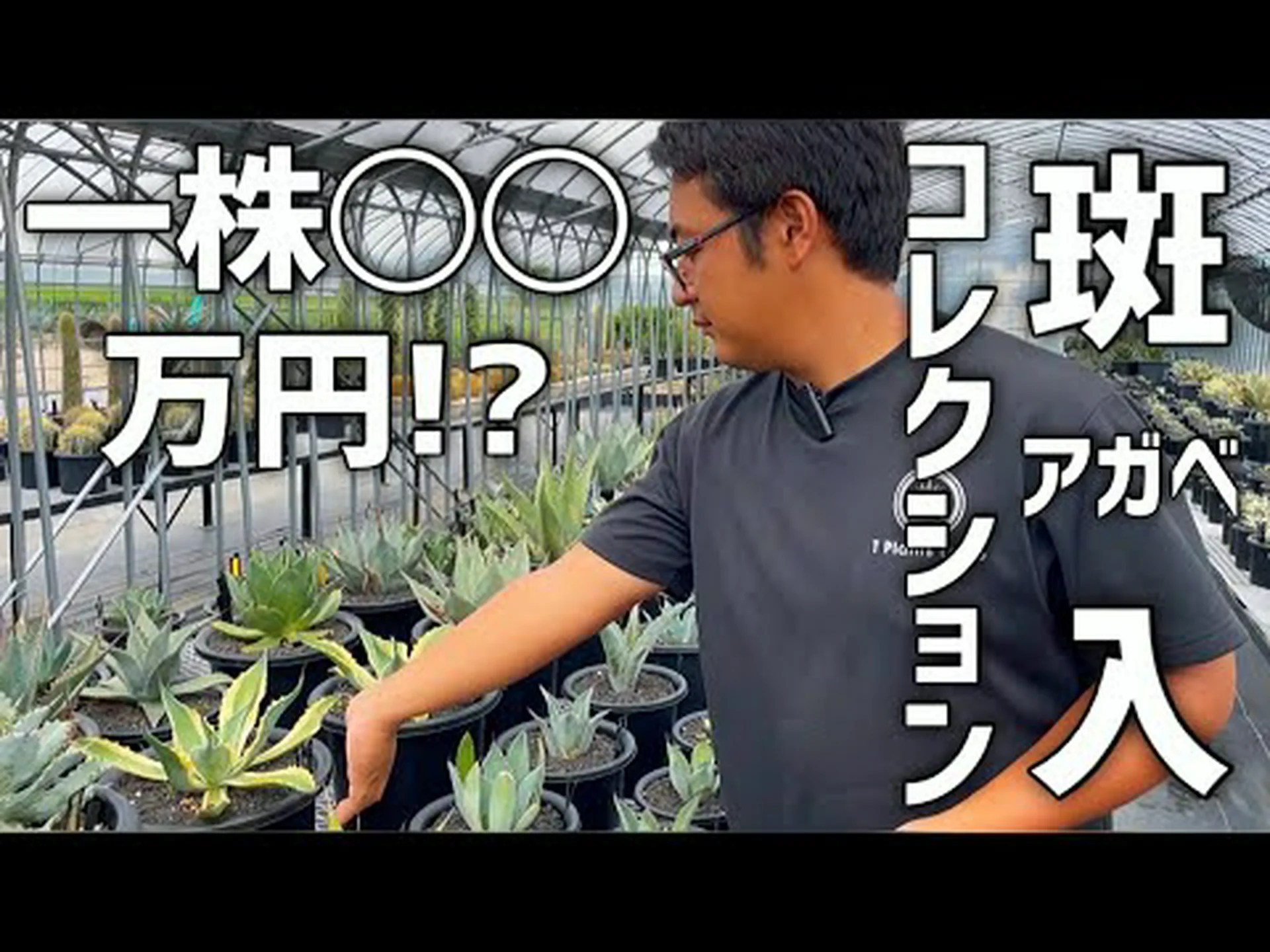 斑入りアメリカンアガベ 斑入りアメリカンアガベ