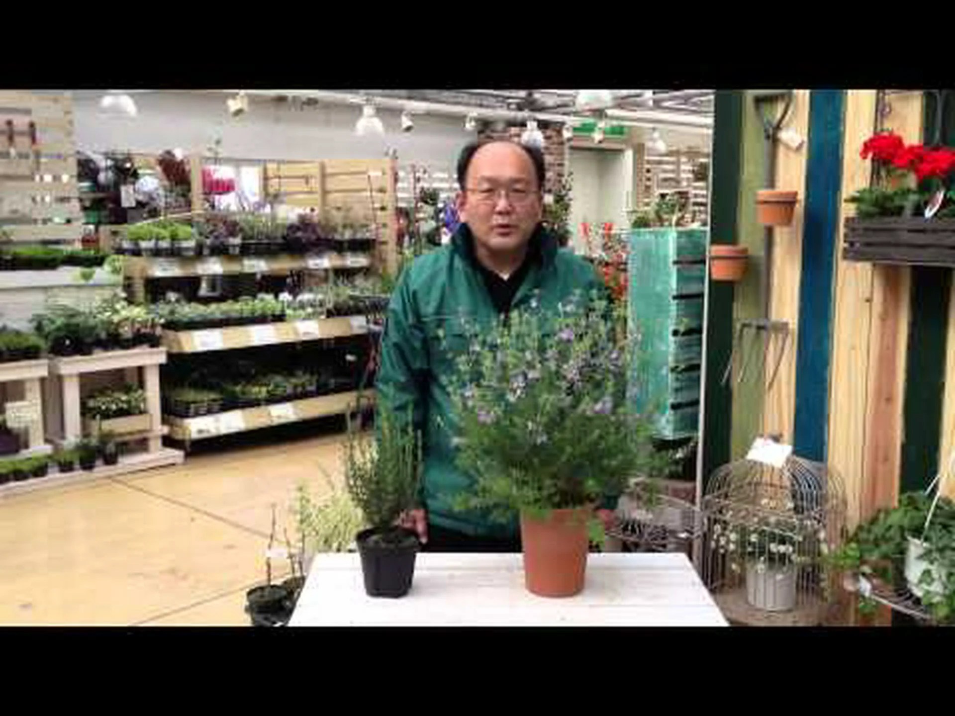 長葉のオーストラリアンローズマリー 長葉のオーストラリアンローズマリー