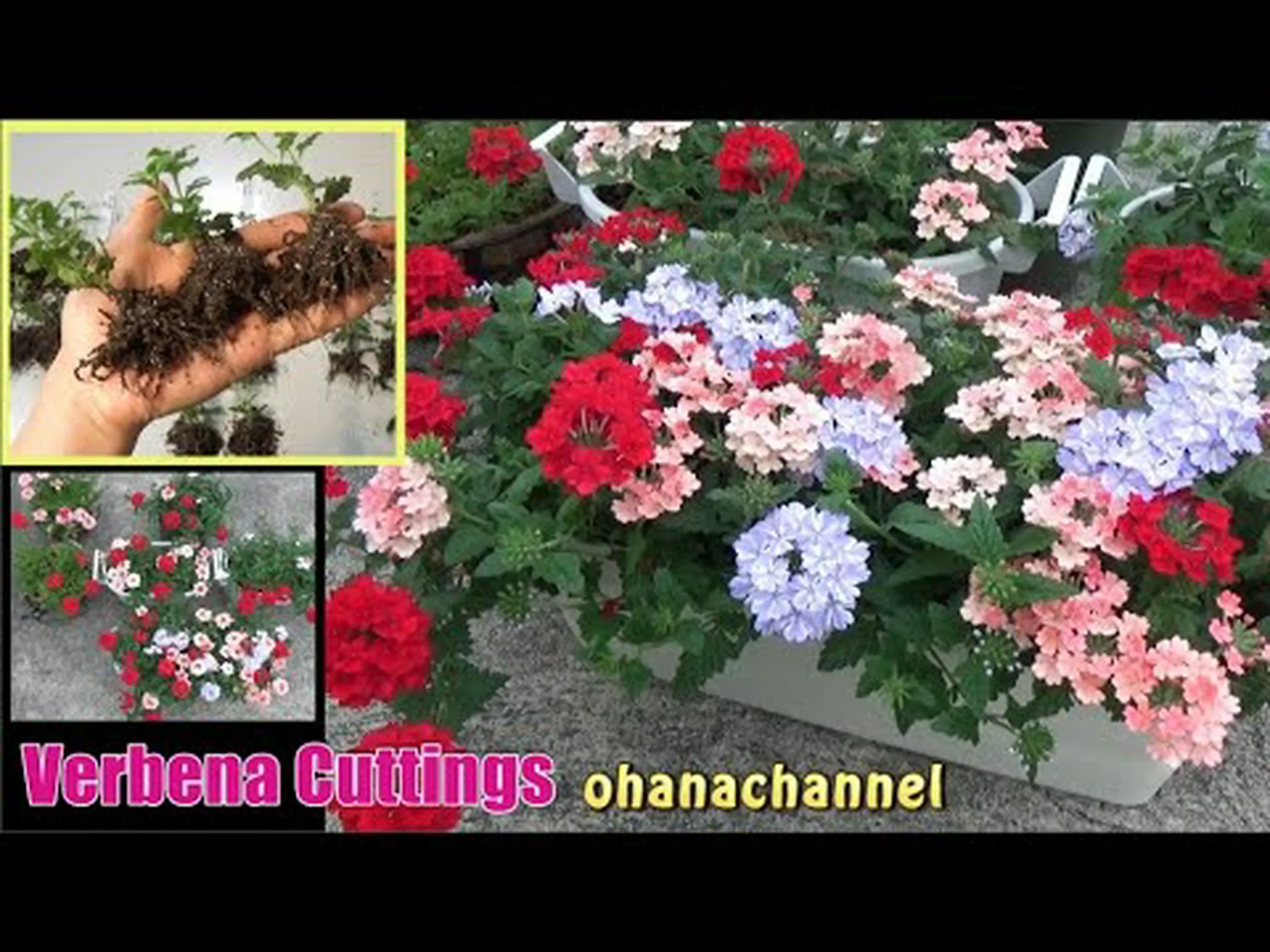 ブエノスアイレスバーベナの挿し木方法は? ブエノスアイレスバーベナの挿し木方法は?