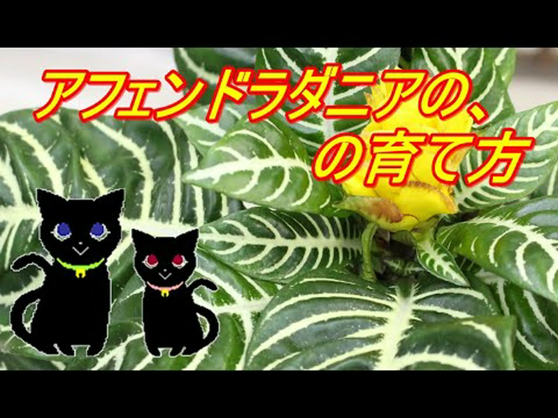 シクランテラ、アチョチャ シクランテラ、アチョチャ