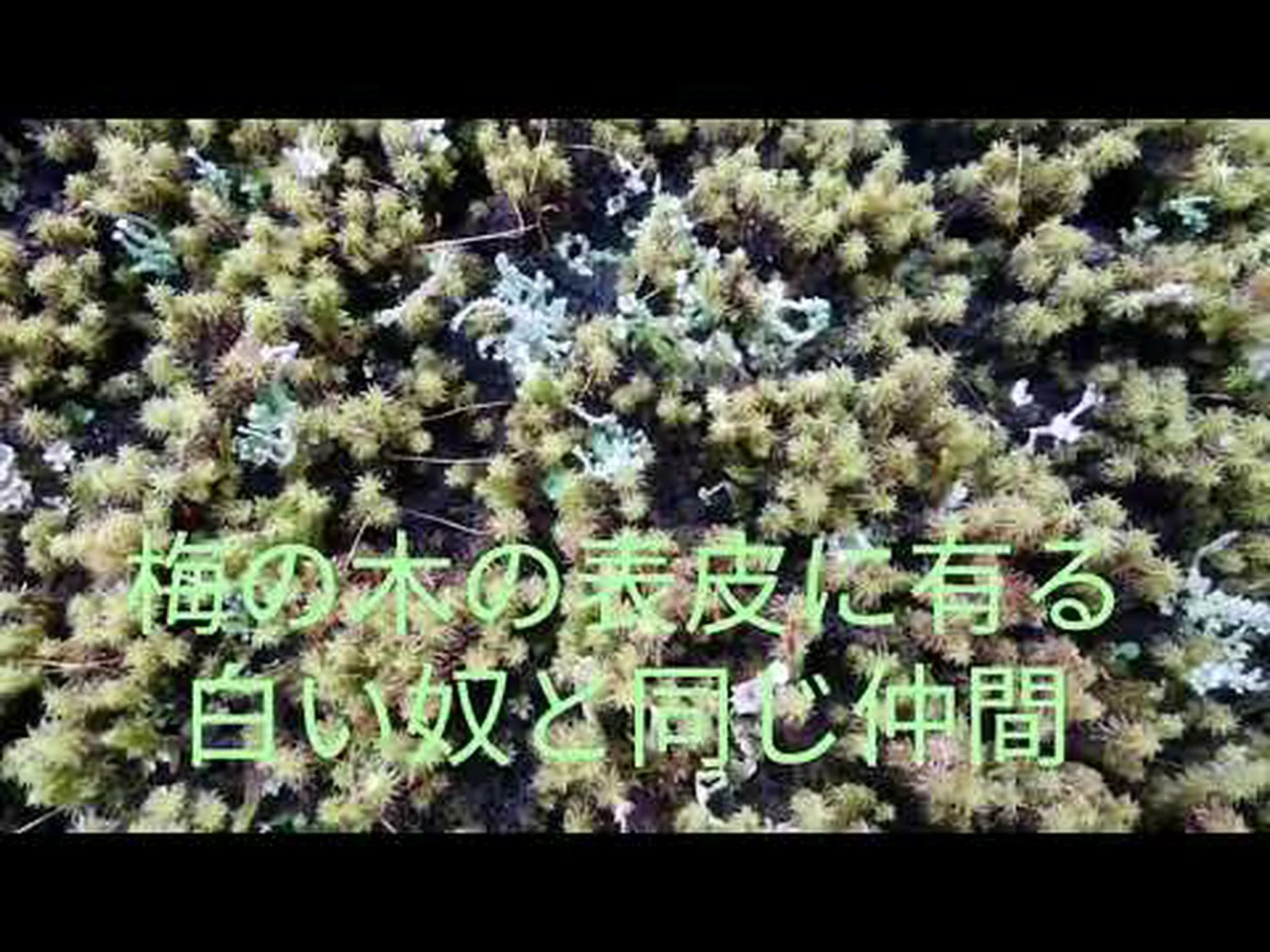木からコケや地衣類を取り除いたほうがいいでしょうか? 木からコケや地衣類を取り除いたほうがいいでしょうか?