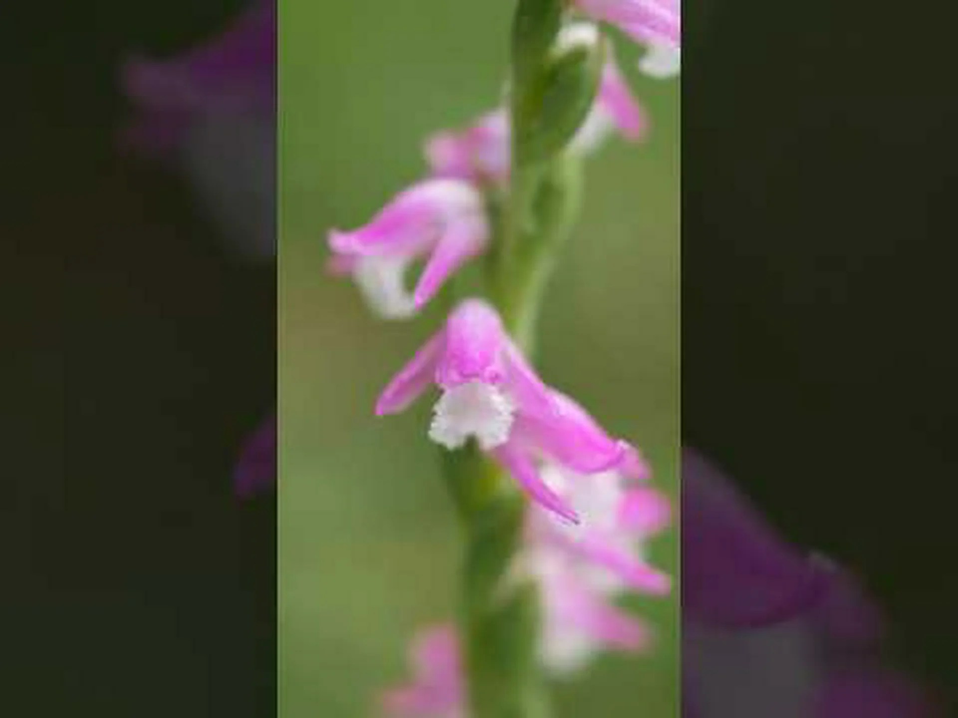 フランスの野生の蘭 フランスの野生の蘭