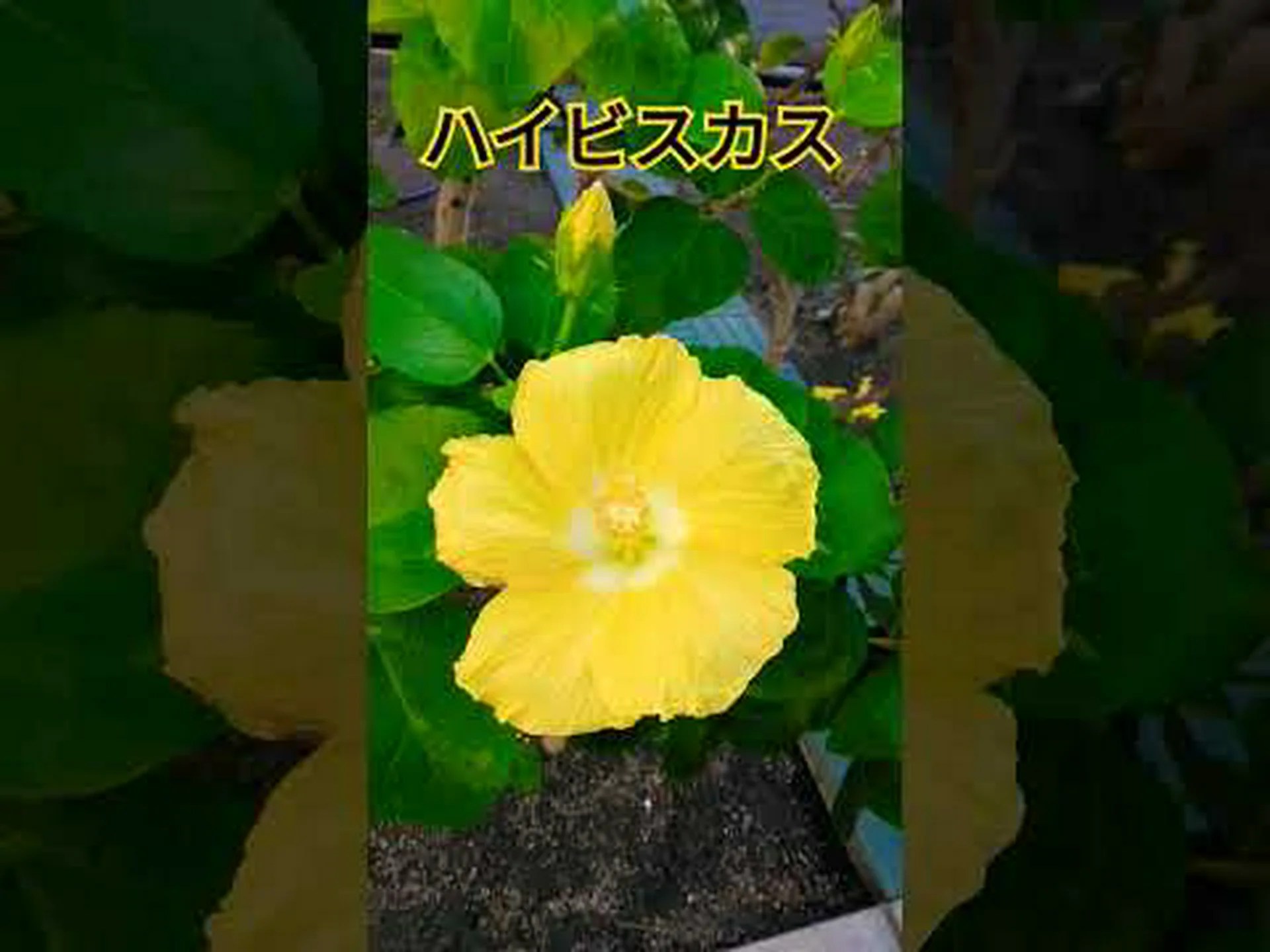 レモンイエローのハイビスカス レモンイエローのハイビスカス