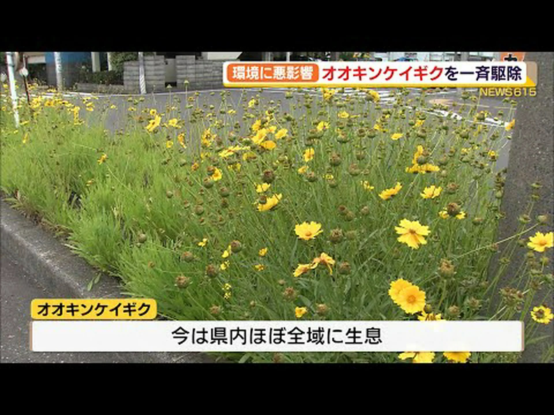 池の外来植物に注意 池の外来植物に注意